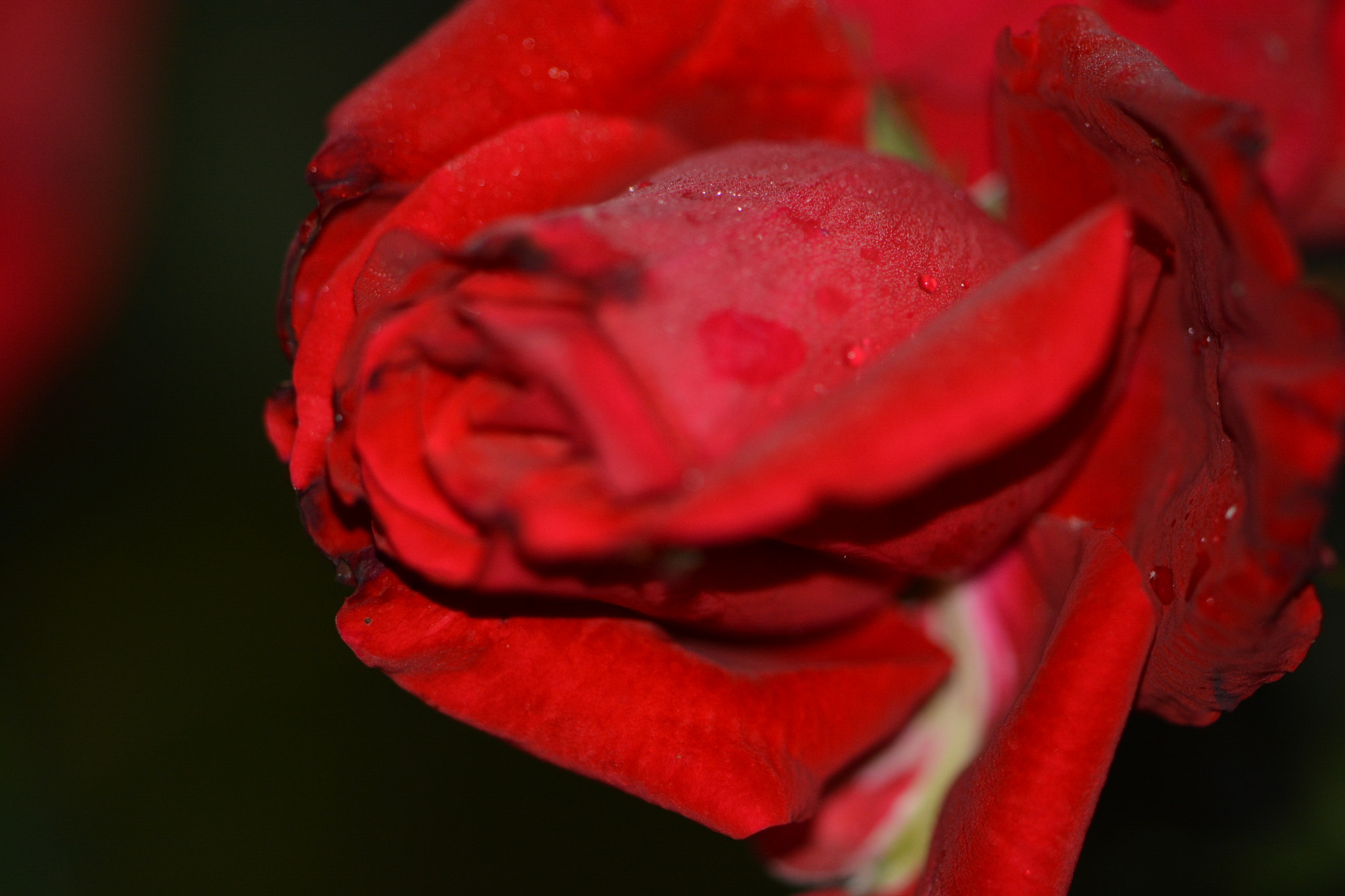 Nikon D5200 sample photo. Rose photography