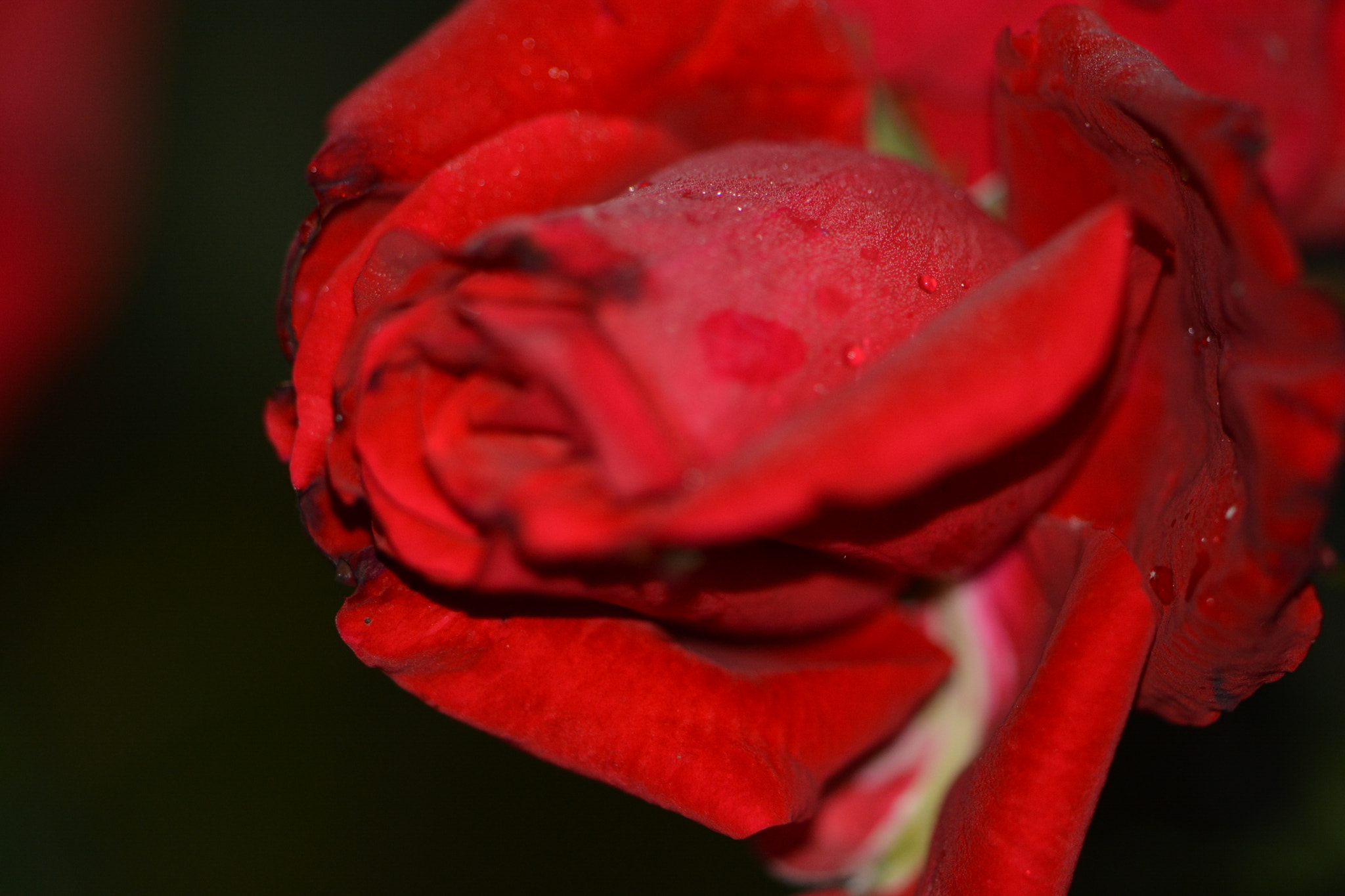 Nikon D5200 + Sigma 150mm F2.8 EX DG Macro HSM sample photo. Rose photography