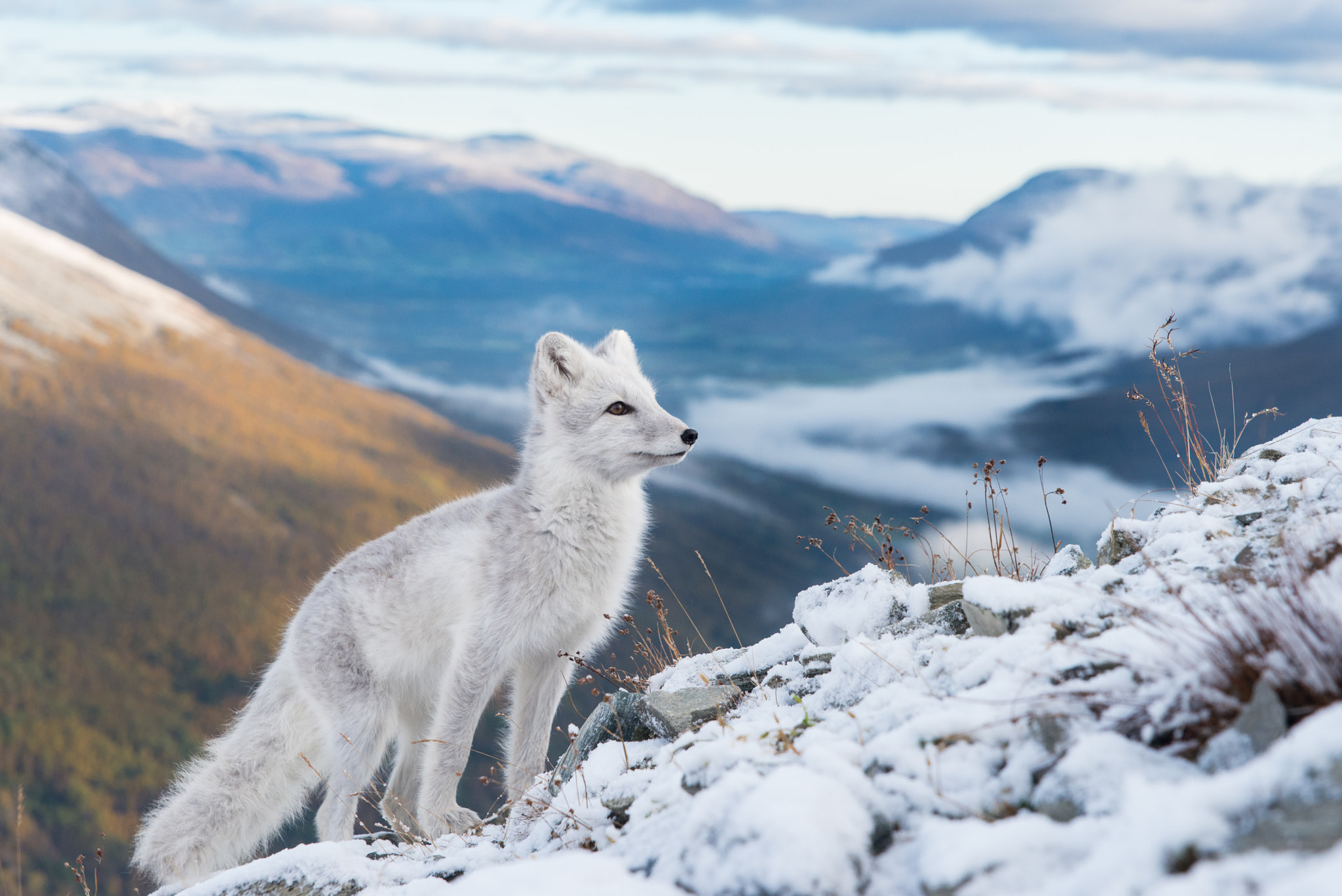Nikon D800 sample photo. Arctic fox / polarfuchs photography
