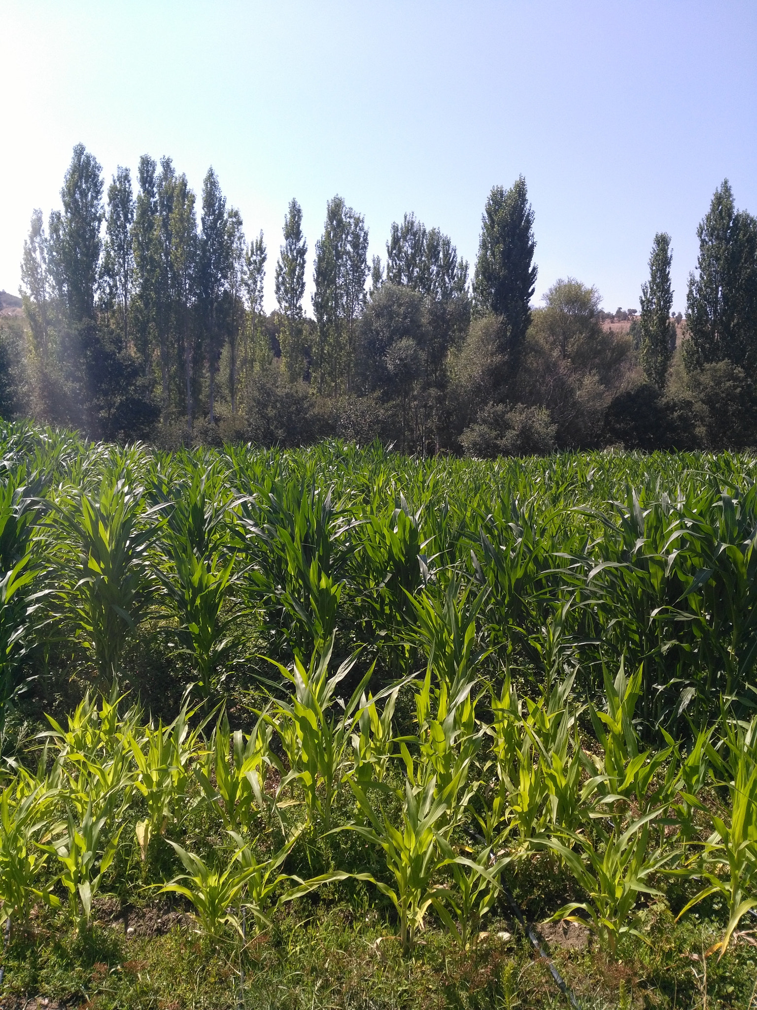 HUAWEI GR5 sample photo. Corn field photography