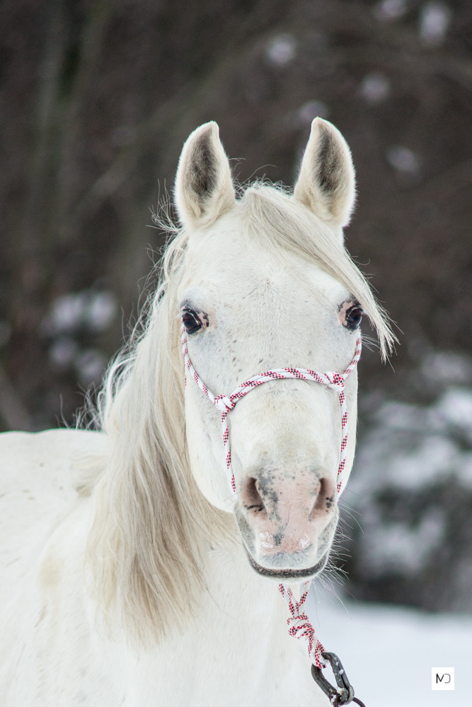 Sony a99 II + Minolta AF 70-210mm F4 Macro sample photo. Norișor <3 photography