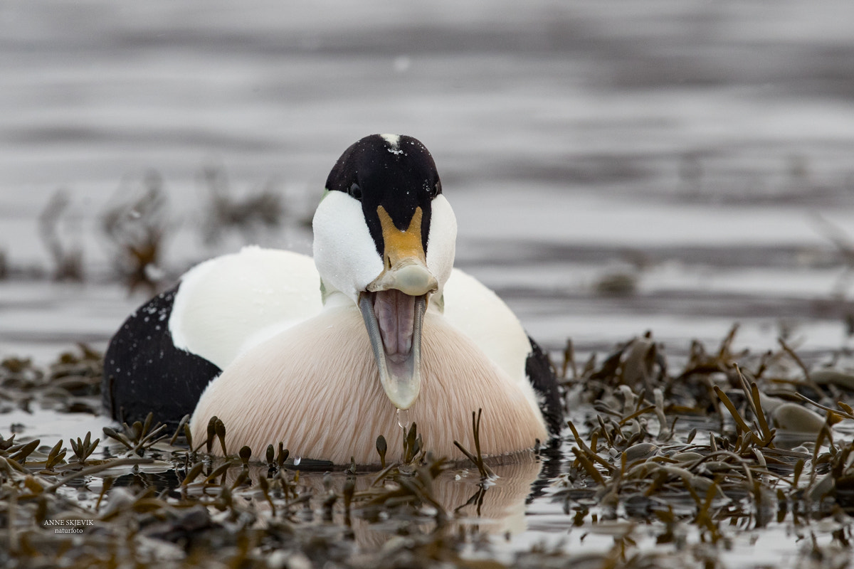 Canon EF 300mm F2.8L IS II USM sample photo. "talking" eider :-)  (somateria mollissima) photography