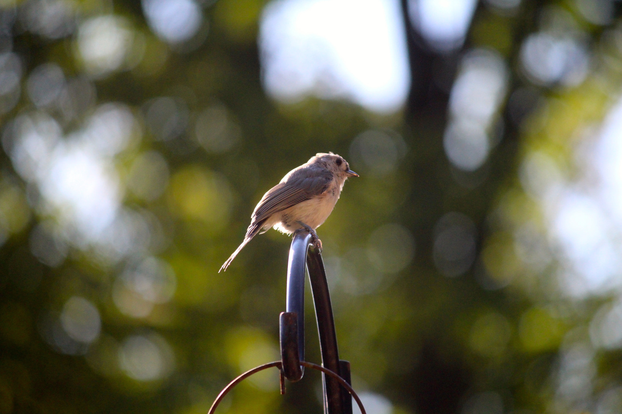 Canon EF-S 55-250mm F4-5.6 IS sample photo. Perched photography