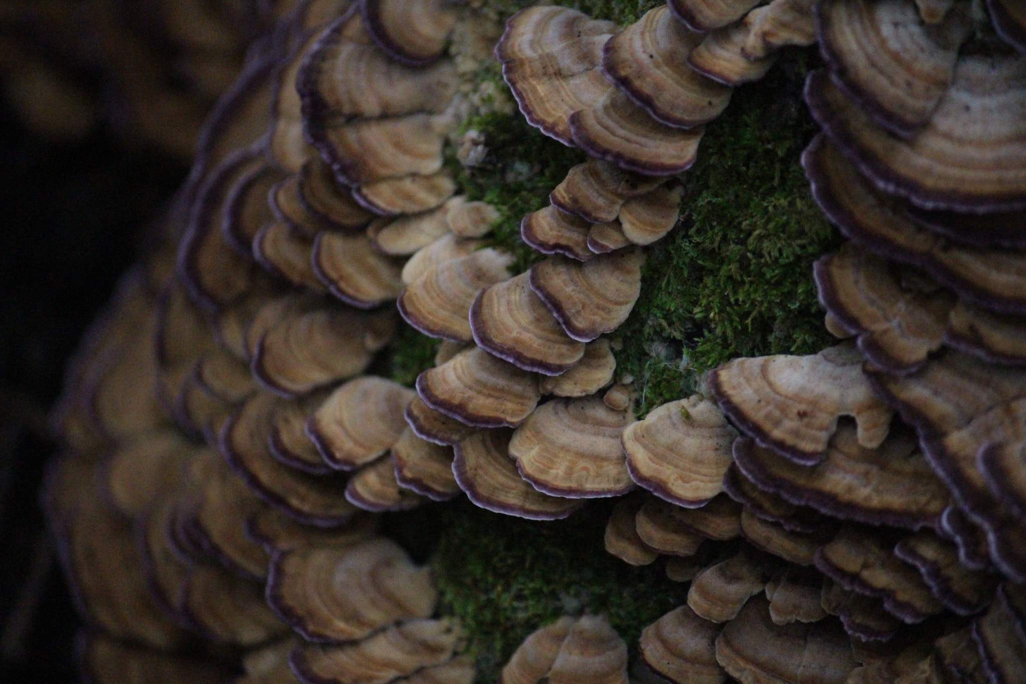 Canon EF-S 55-250mm F4-5.6 IS sample photo. Wild mushrooms photography