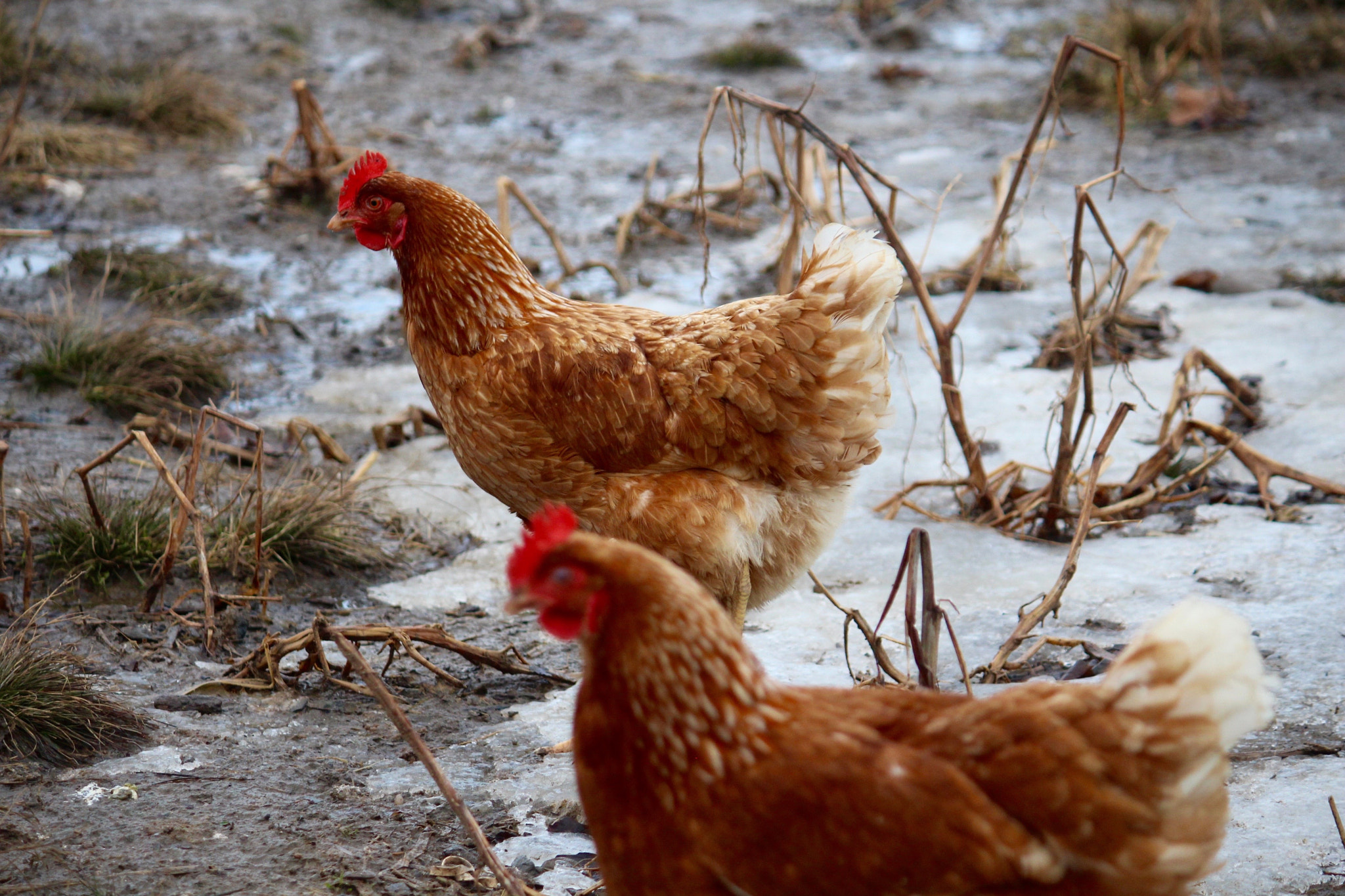 Canon EF-S 55-250mm F4-5.6 IS sample photo. Winter chickens photography