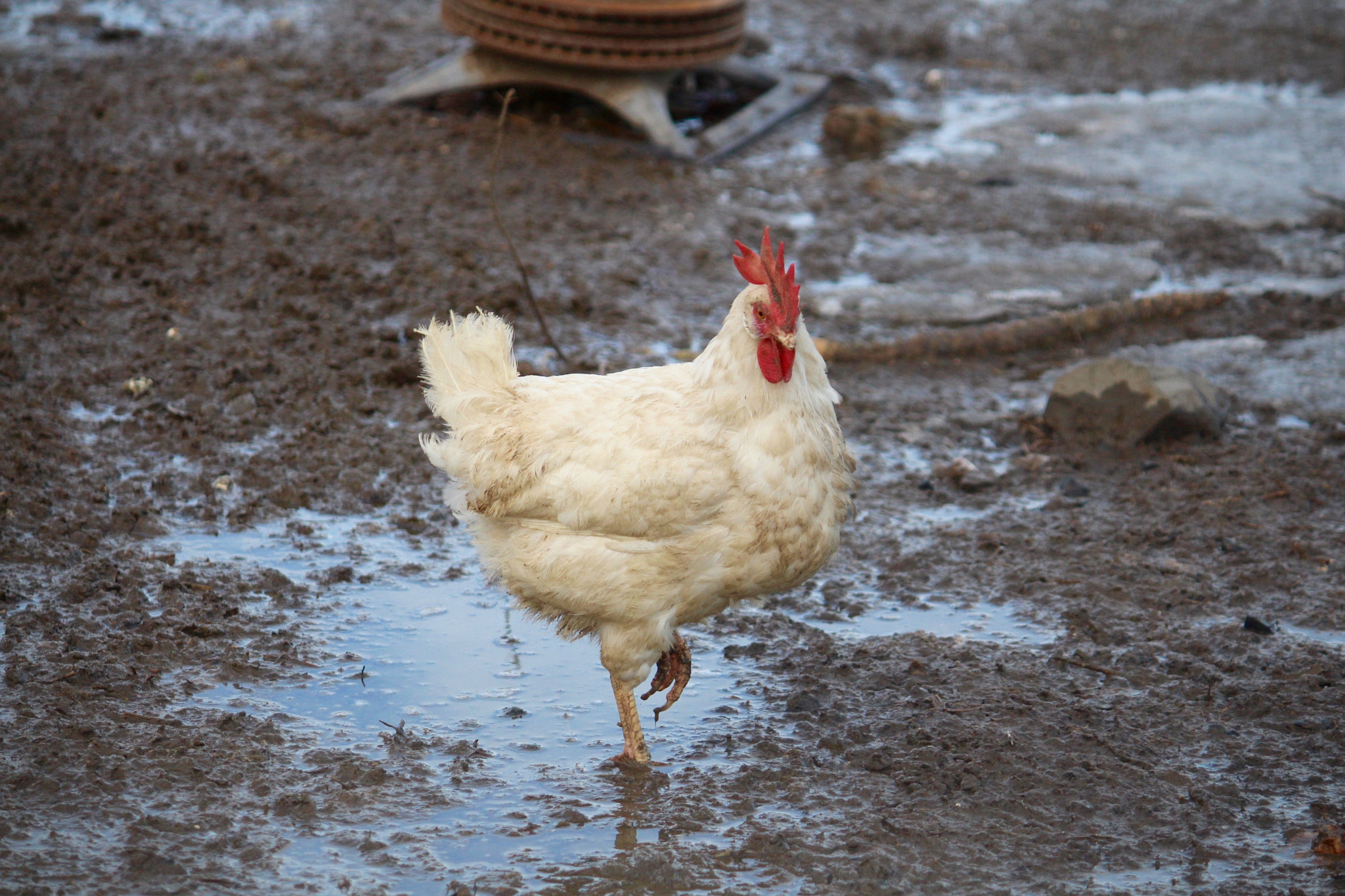 Canon EOS 700D (EOS Rebel T5i / EOS Kiss X7i) sample photo. Red maple chicken photography