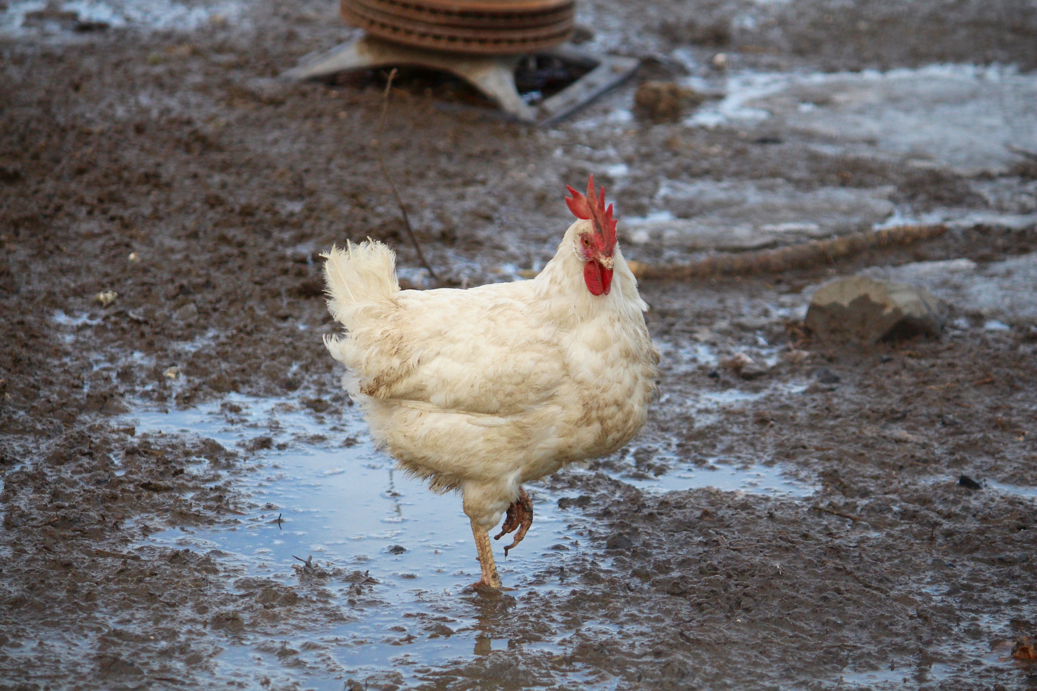 Canon EF-S 55-250mm F4-5.6 IS sample photo. Red maple chicken photography