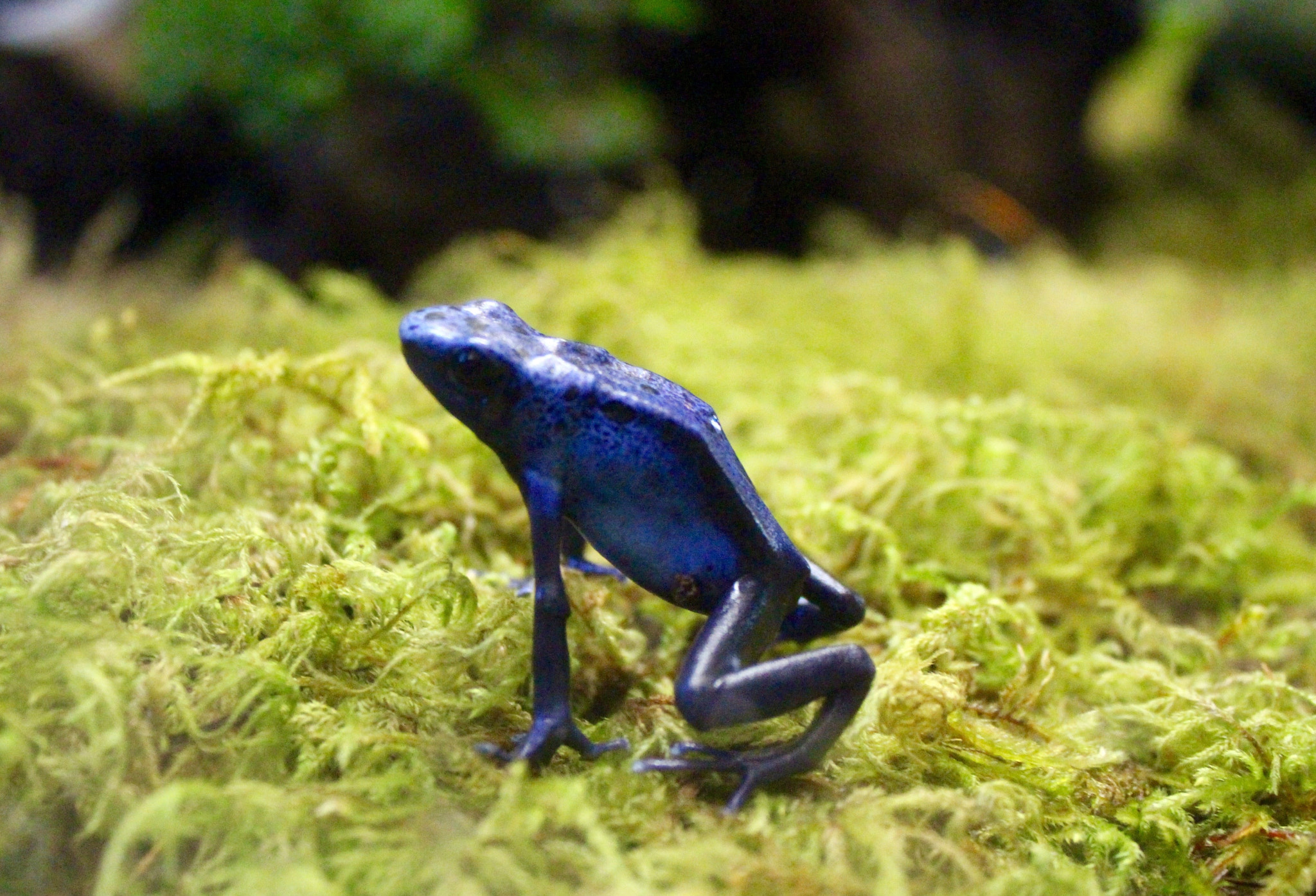 Canon EOS 700D (EOS Rebel T5i / EOS Kiss X7i) + Canon EF-S 18-55mm F3.5-5.6 IS sample photo. Poisonous frog photography
