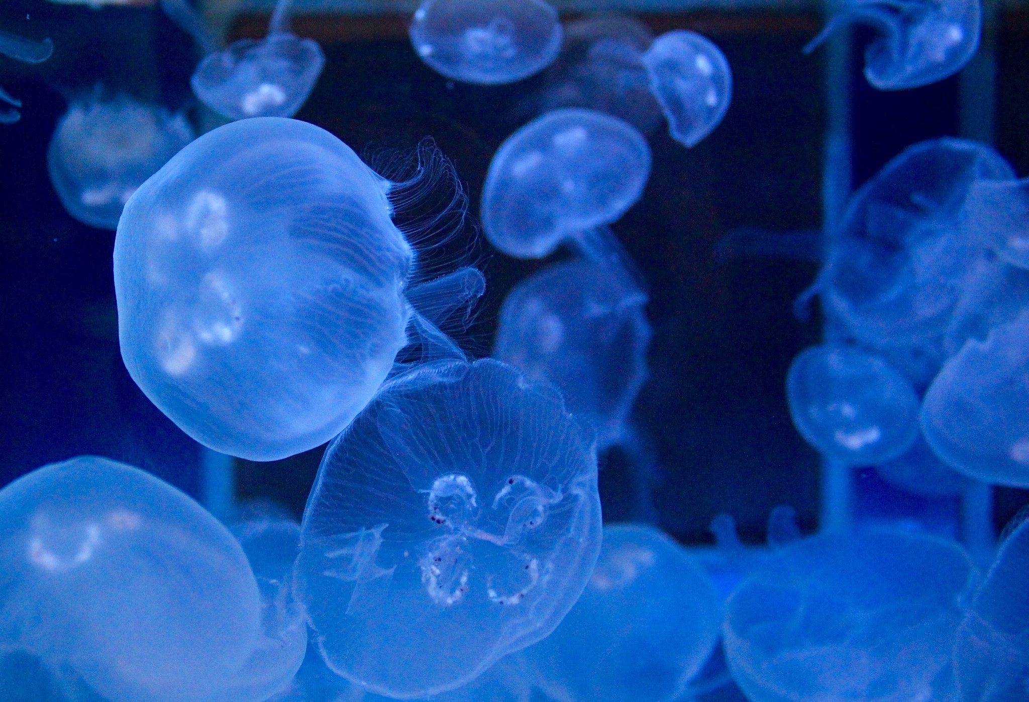 Canon EF-S 18-55mm F3.5-5.6 IS sample photo. Jellies photography