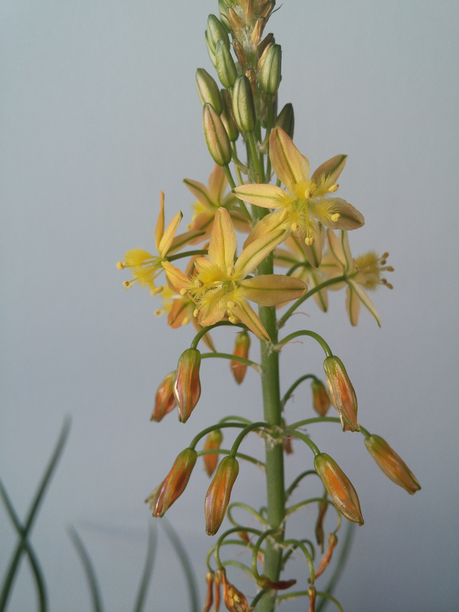LG G FLEX2 sample photo. Flower photography
