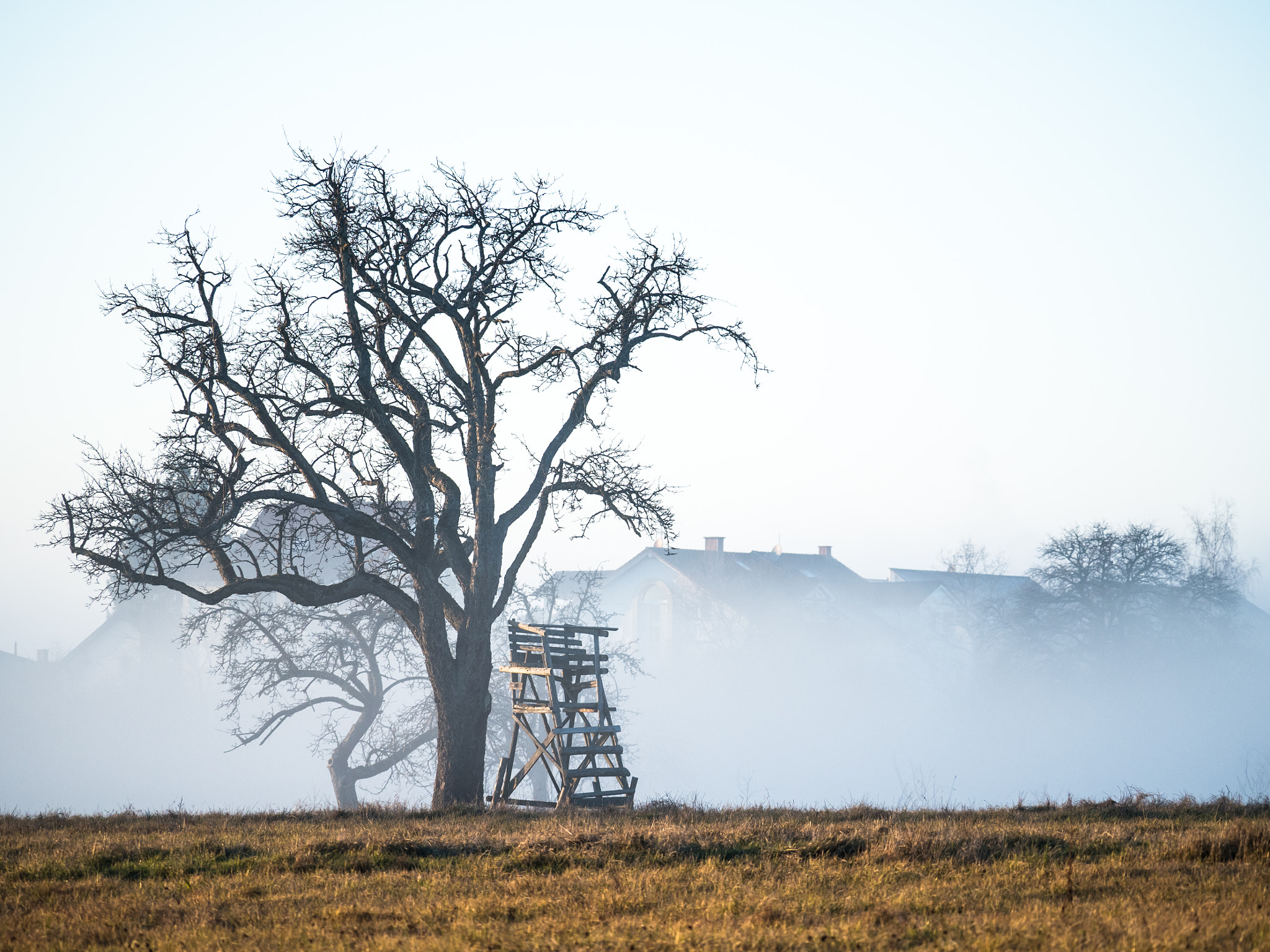 Olympus OM-D E-M5 II + LEICA DG 100-400/F4.0-6.3 sample photo. Lone tree ii photography