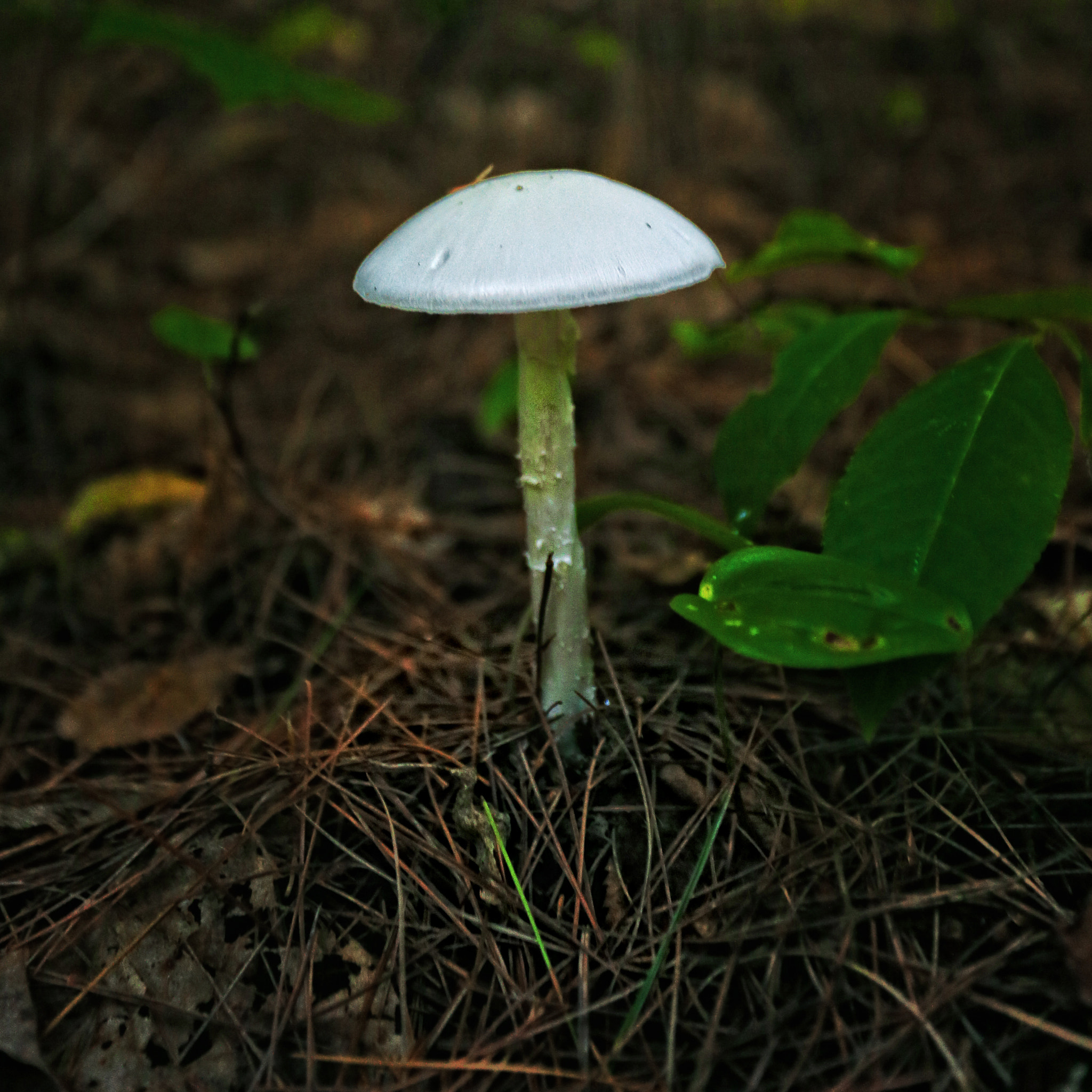 Canon EOS-1D X + Canon EF 17-40mm F4L USM sample photo. Just a mushroom photography