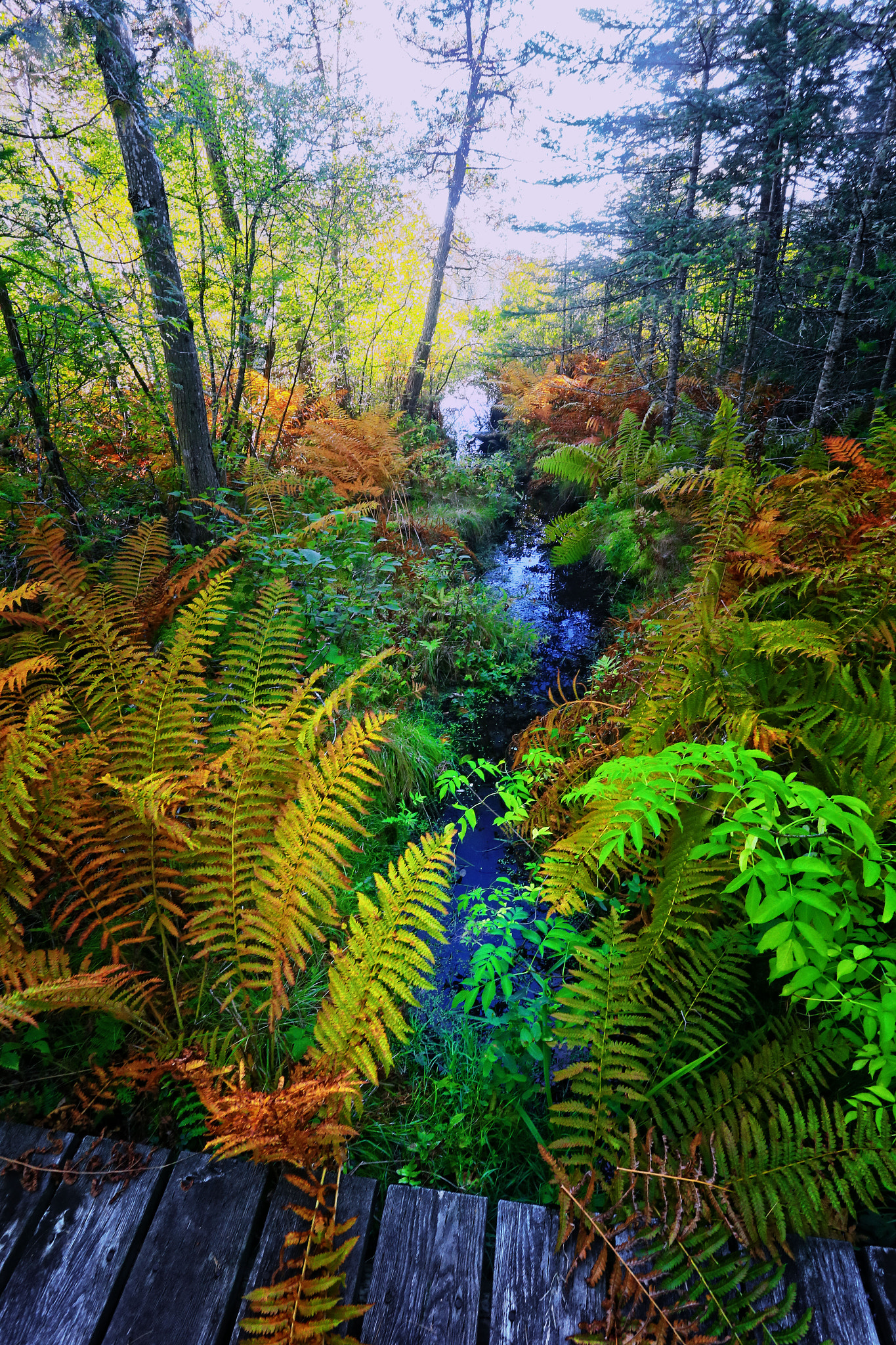 Canon EOS-1D X sample photo. Boardwalk over a brook photography