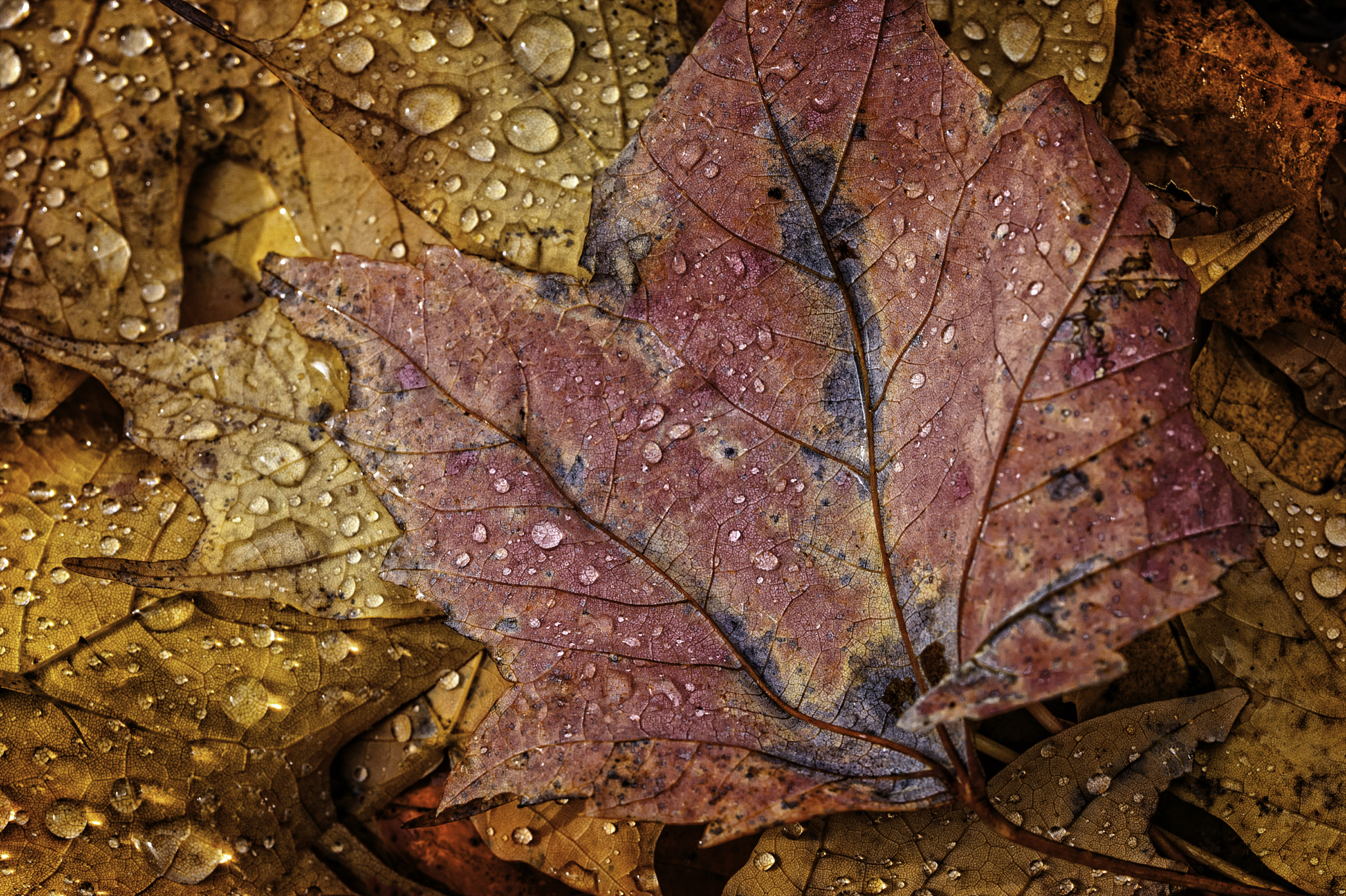 Sigma 150mm F2.8 EX DG OS Macro HSM sample photo. Fall colors photography