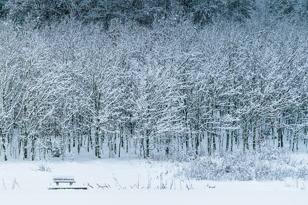 Samsung NX11 sample photo. Winter trees photography