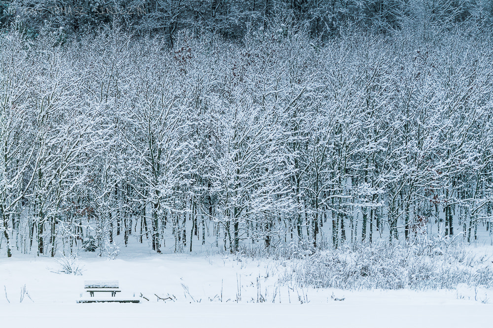 Samsung NX 50-200mm F4-5.6 ED OIS sample photo. Winter trees photography