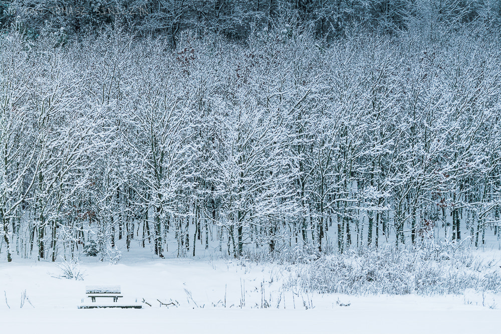 Samsung NX11 + Samsung NX 50-200mm F4-5.6 ED OIS sample photo. Winter trees photography