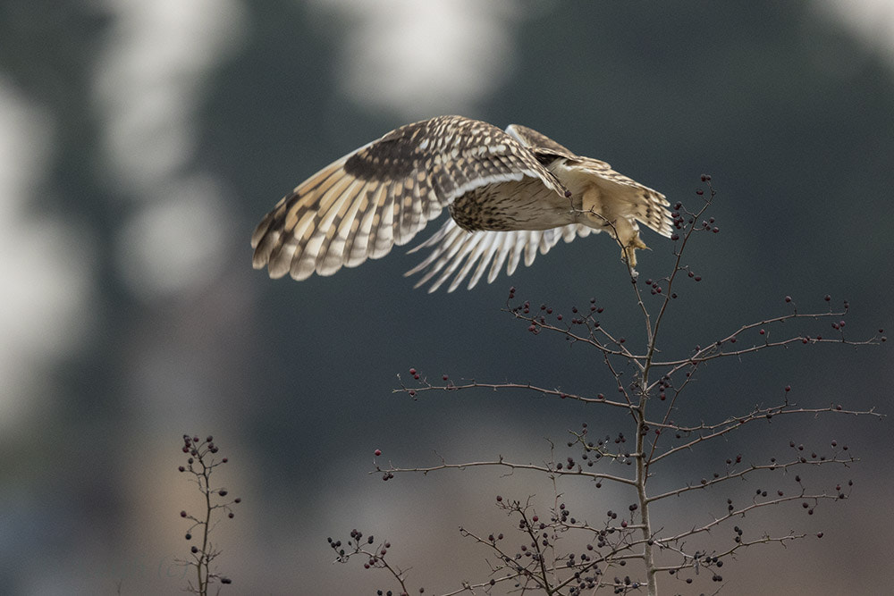 Canon EF 500mm F4L IS II USM sample photo. Short eared owl photography