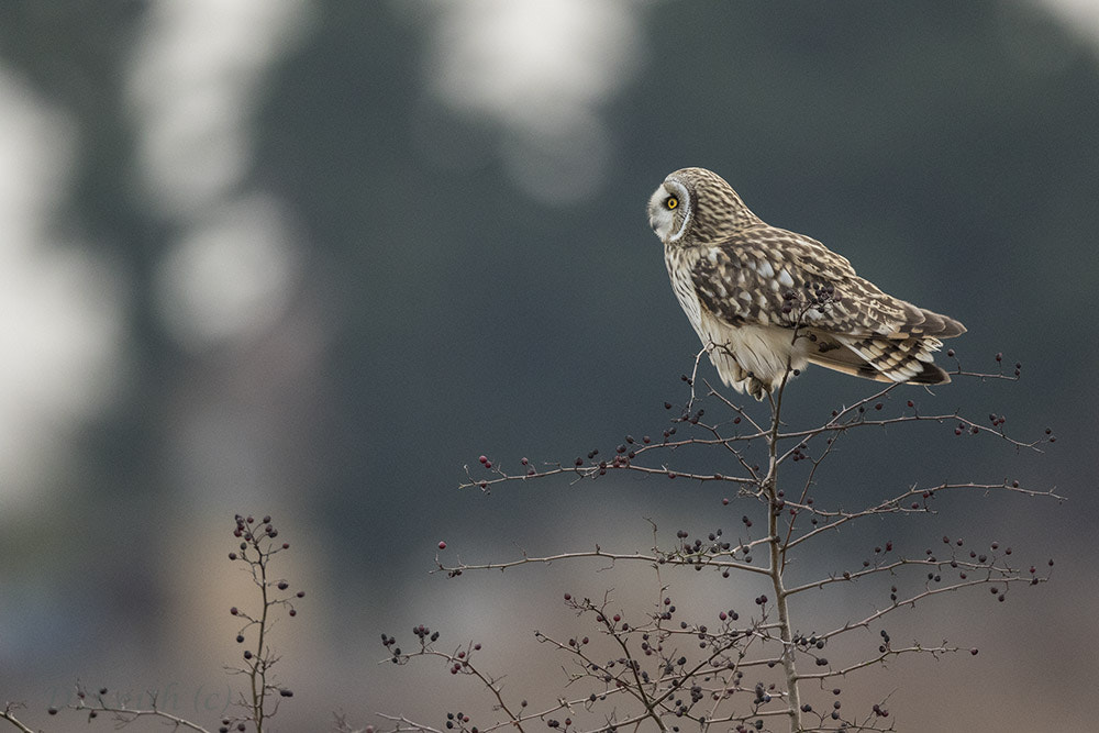 Canon EOS 7D Mark II sample photo. Short eared owl photography