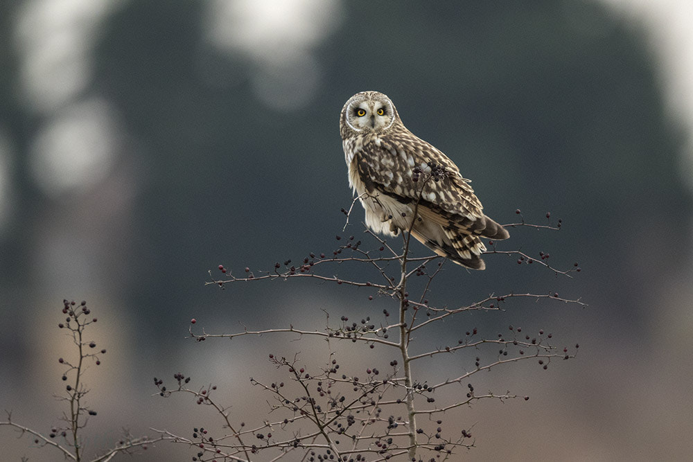 Canon EF 500mm F4L IS II USM sample photo. Short eared owl photography