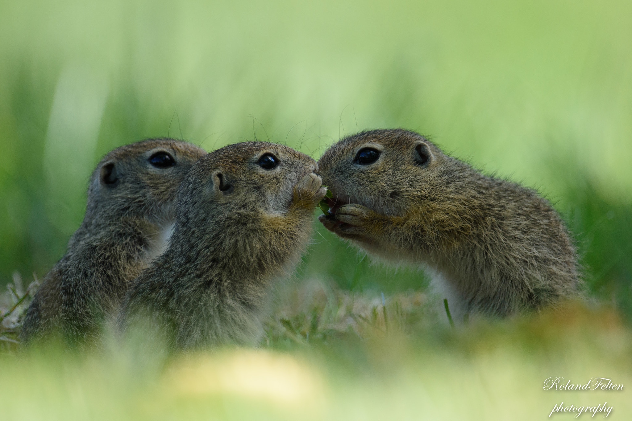 Nikon AF-S Nikkor 600mm F4G ED VR sample photo. Sharing a secret photography