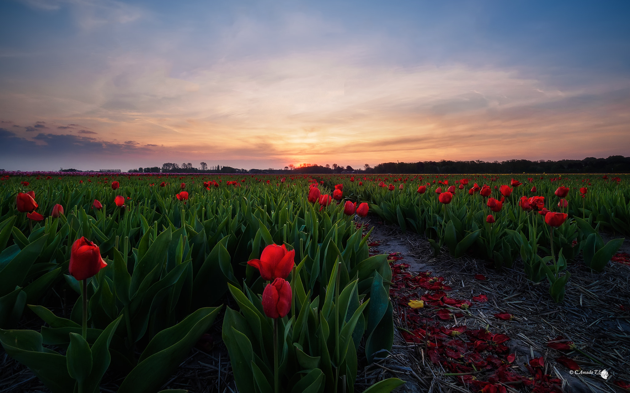 Olympus OM-D E-M1 + Olympus M.Zuiko Digital ED 7-14mm F2.8 PRO sample photo. Primavera en holanda photography