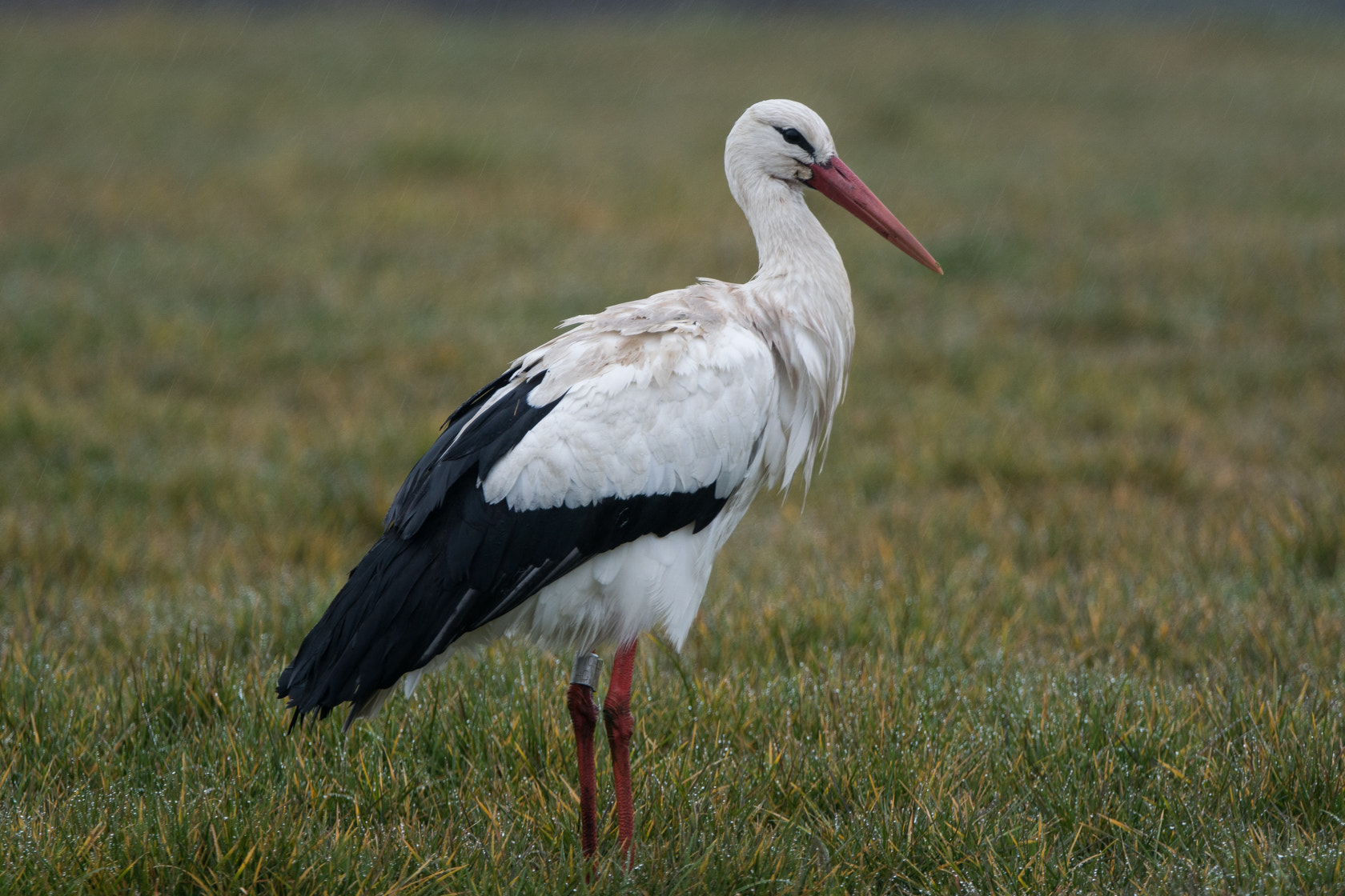 Sony 70-400mm F4-5.6 G SSM II sample photo. Stork, ooievaar,spring 2016 photography