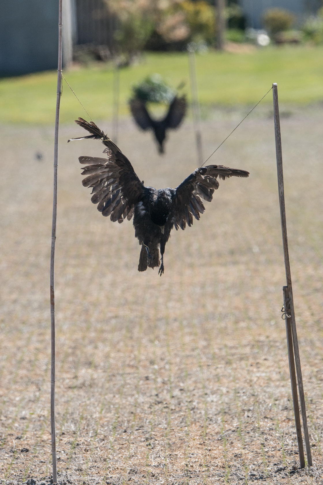 Sony 70-400mm F4-5.6 G SSM II sample photo. Scarecrow, texel, spring 2016 photography