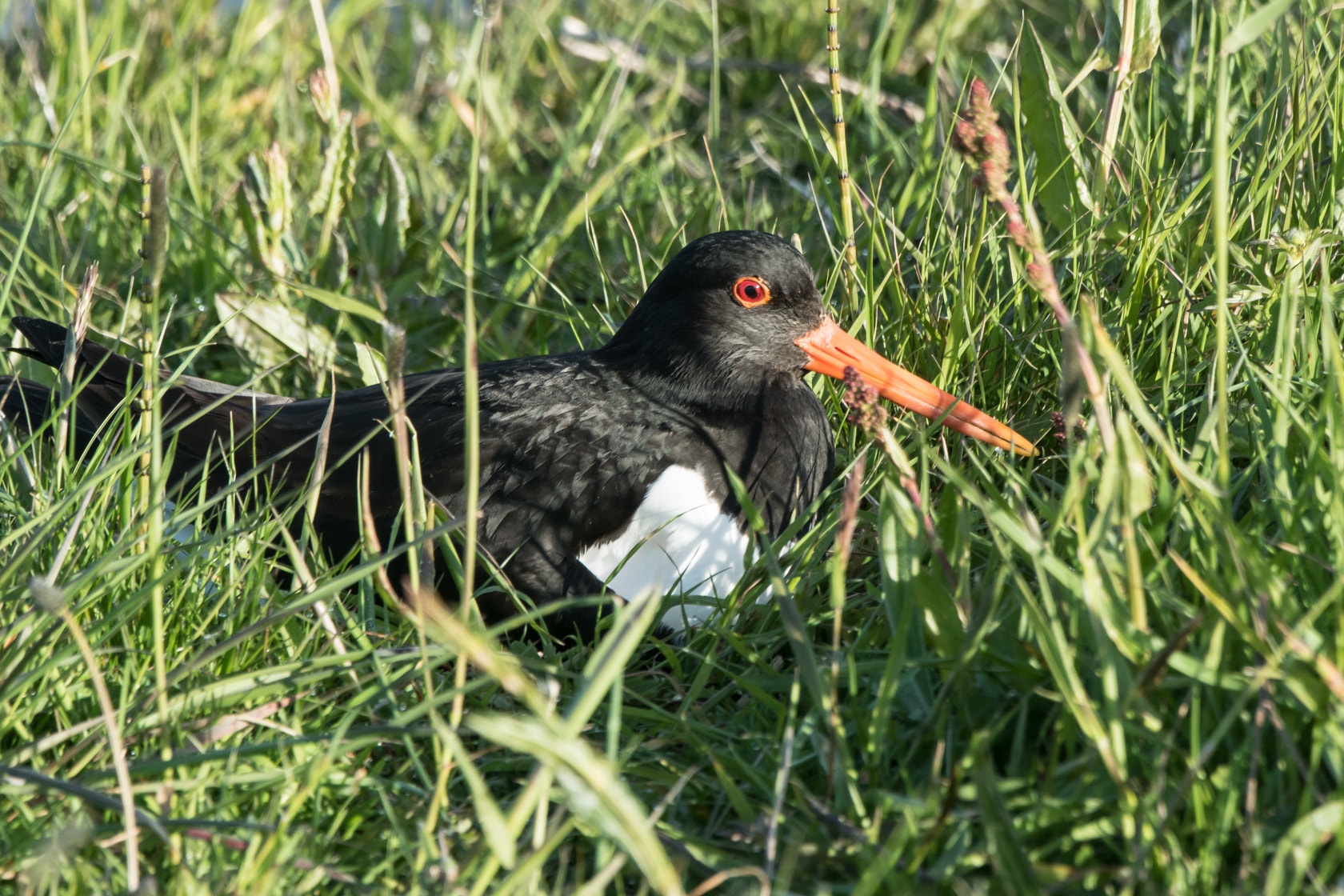 Sony ILCA-77M2 + Sony 70-400mm F4-5.6 G SSM II sample photo. Oystercatcher, spring 2016 photography