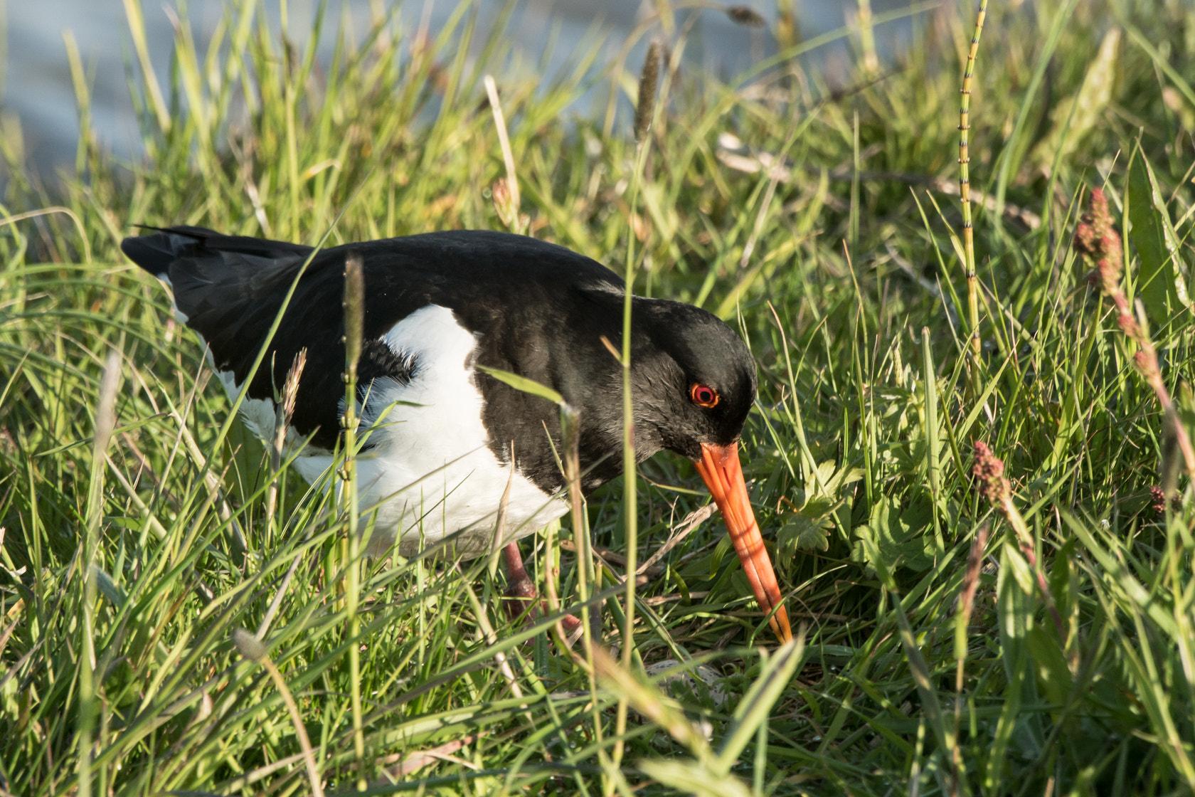 Sony 70-400mm F4-5.6 G SSM II sample photo. Oystercatcher, spring 2016 photography
