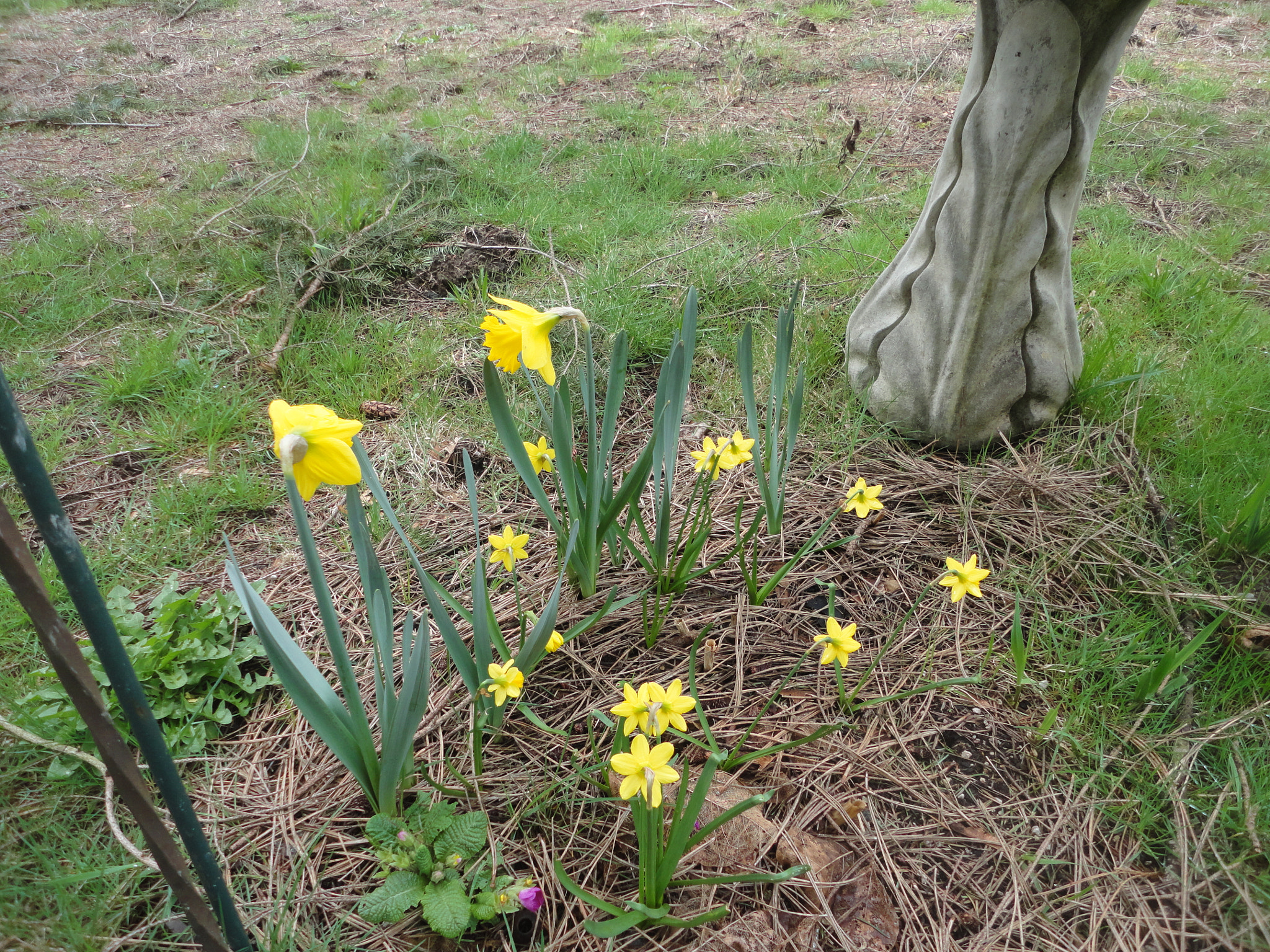 Sony Cyber-shot DSC-W560 sample photo. Woodburn hill march 2016 photography