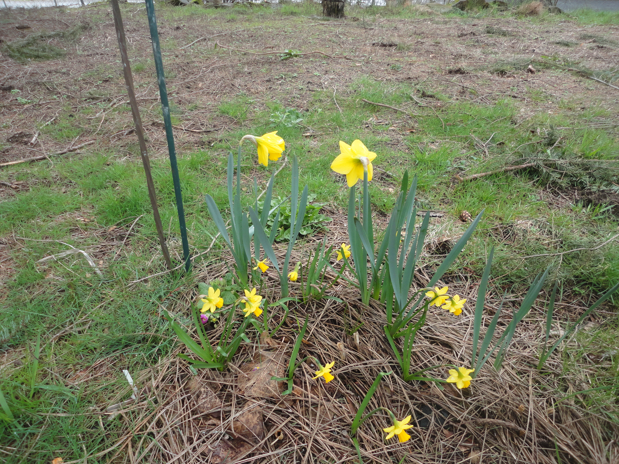Sony Cyber-shot DSC-W560 sample photo. Woodburn hill march 2016 photography