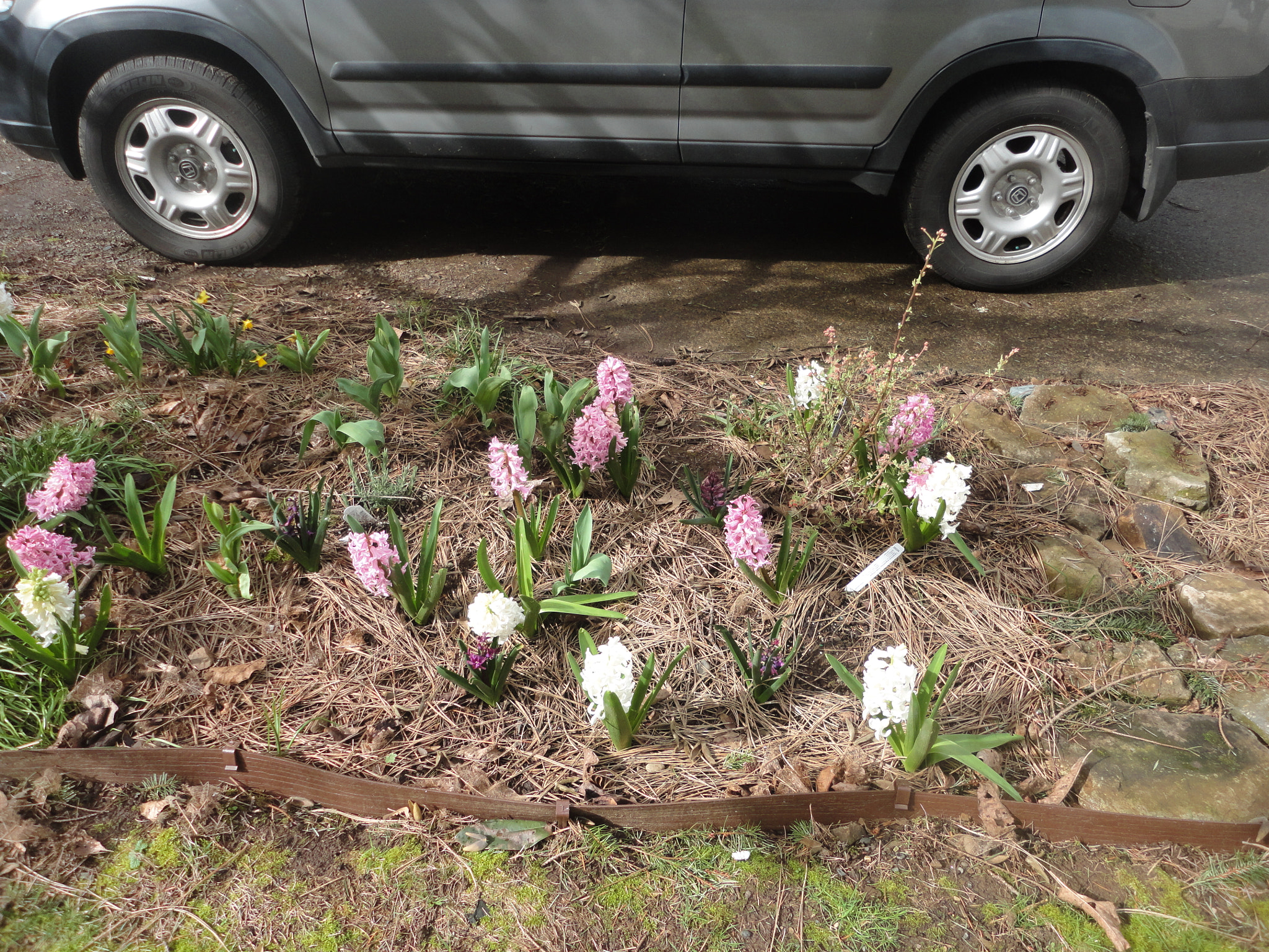 Sony Cyber-shot DSC-W560 sample photo. Woodburn hill march 2016 photography