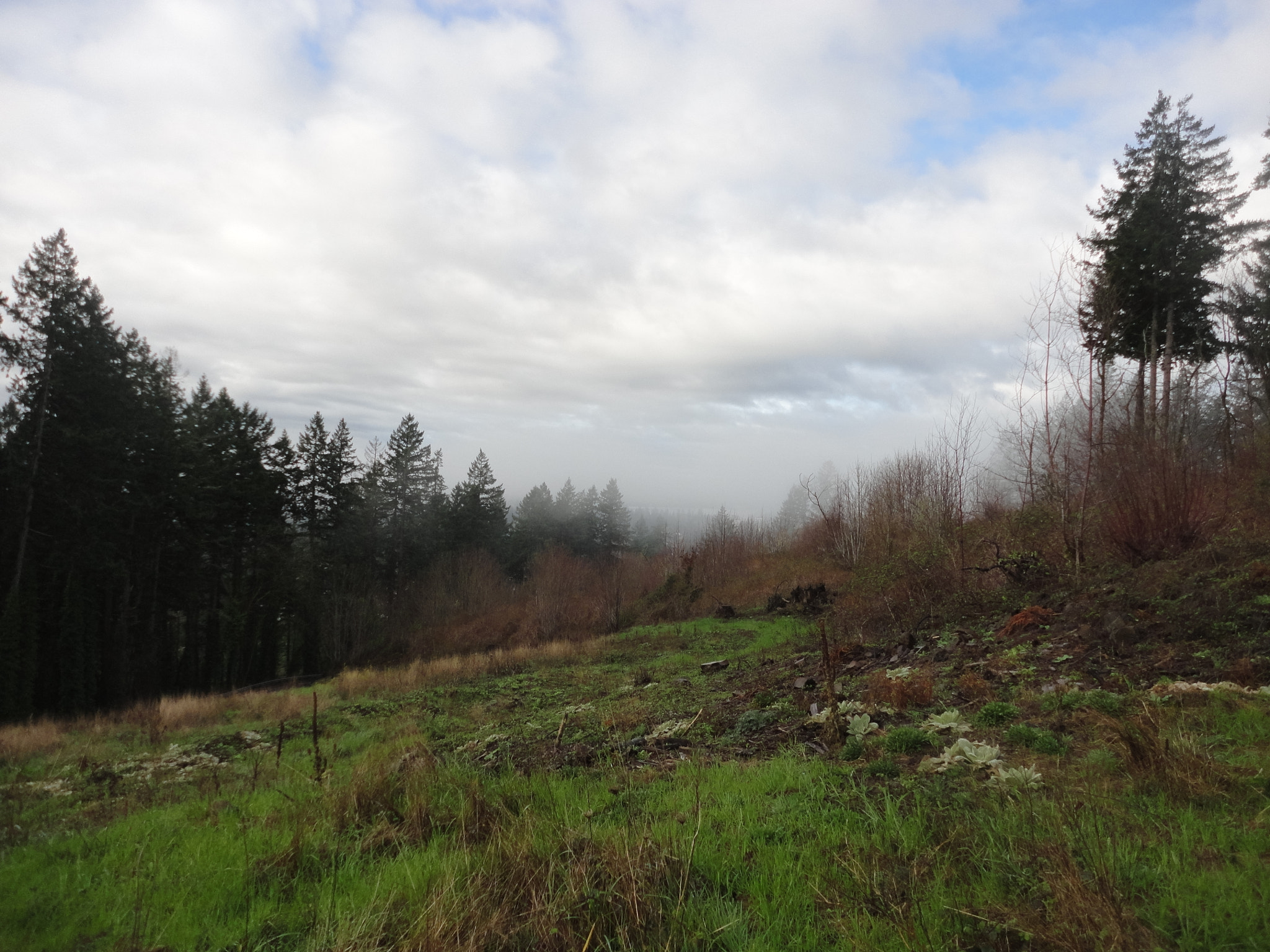 Sony Cyber-shot DSC-W560 sample photo. Woodburn hill march 2016 photography