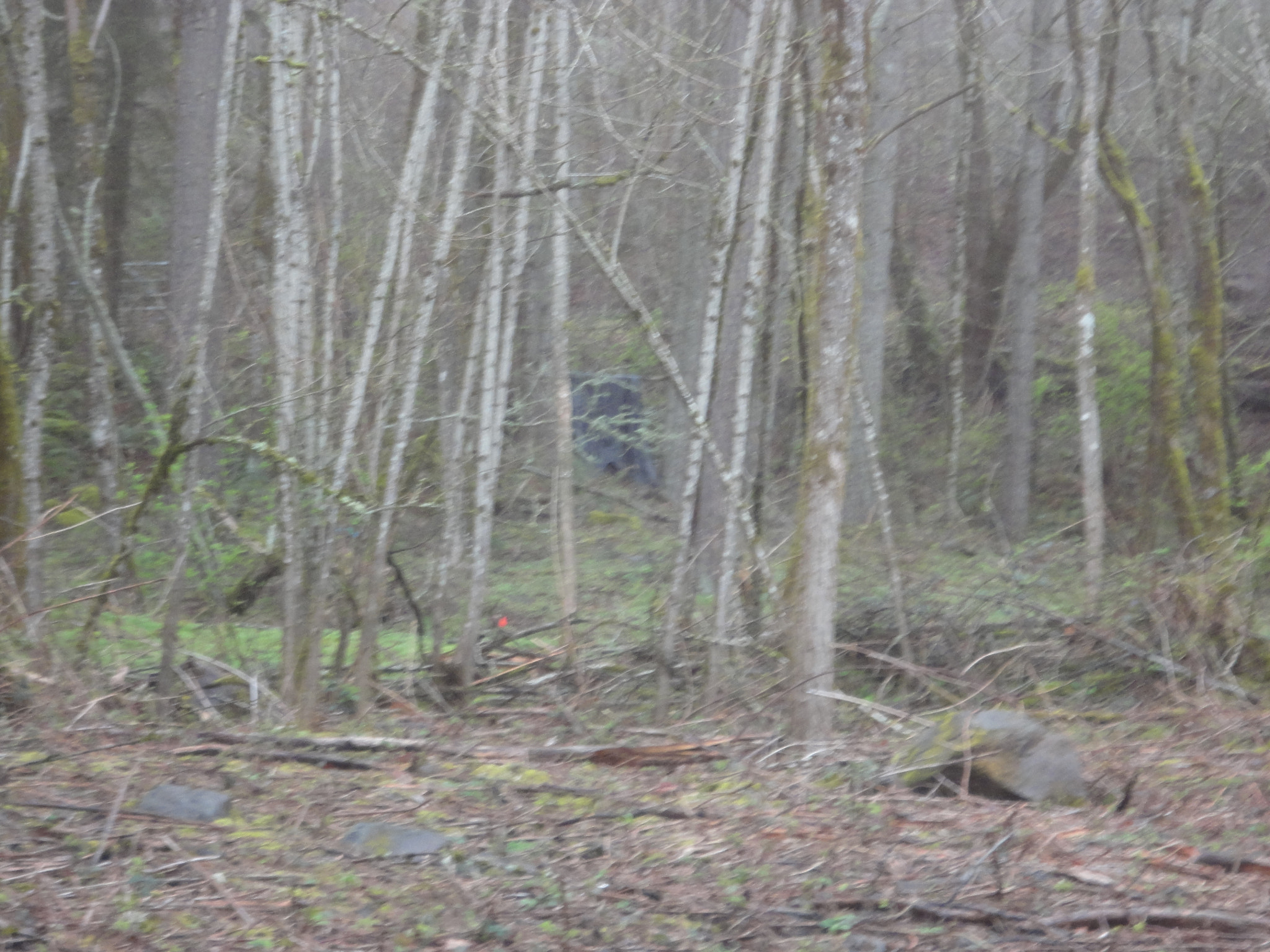 Sony Cyber-shot DSC-W560 sample photo. Woodburn hill march 2016 photography