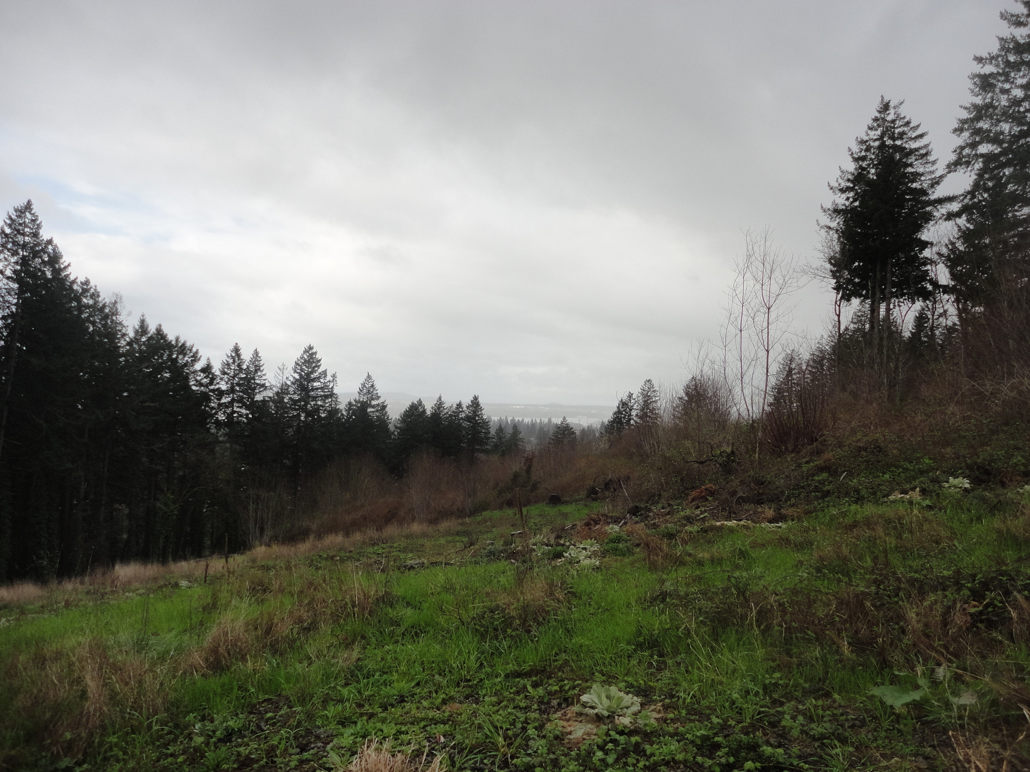 Sony Cyber-shot DSC-W560 sample photo. Woodburn hill march 2016 photography