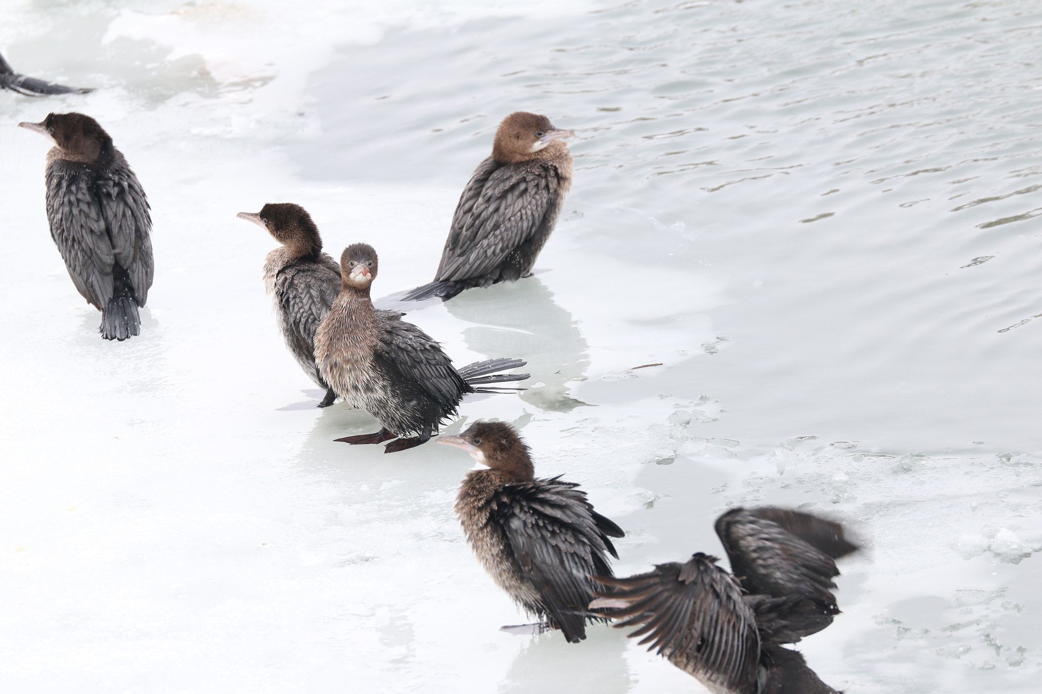 Canon EF 70-300mm F4-5.6L IS USM sample photo. Funny-face cormorant on ice photography