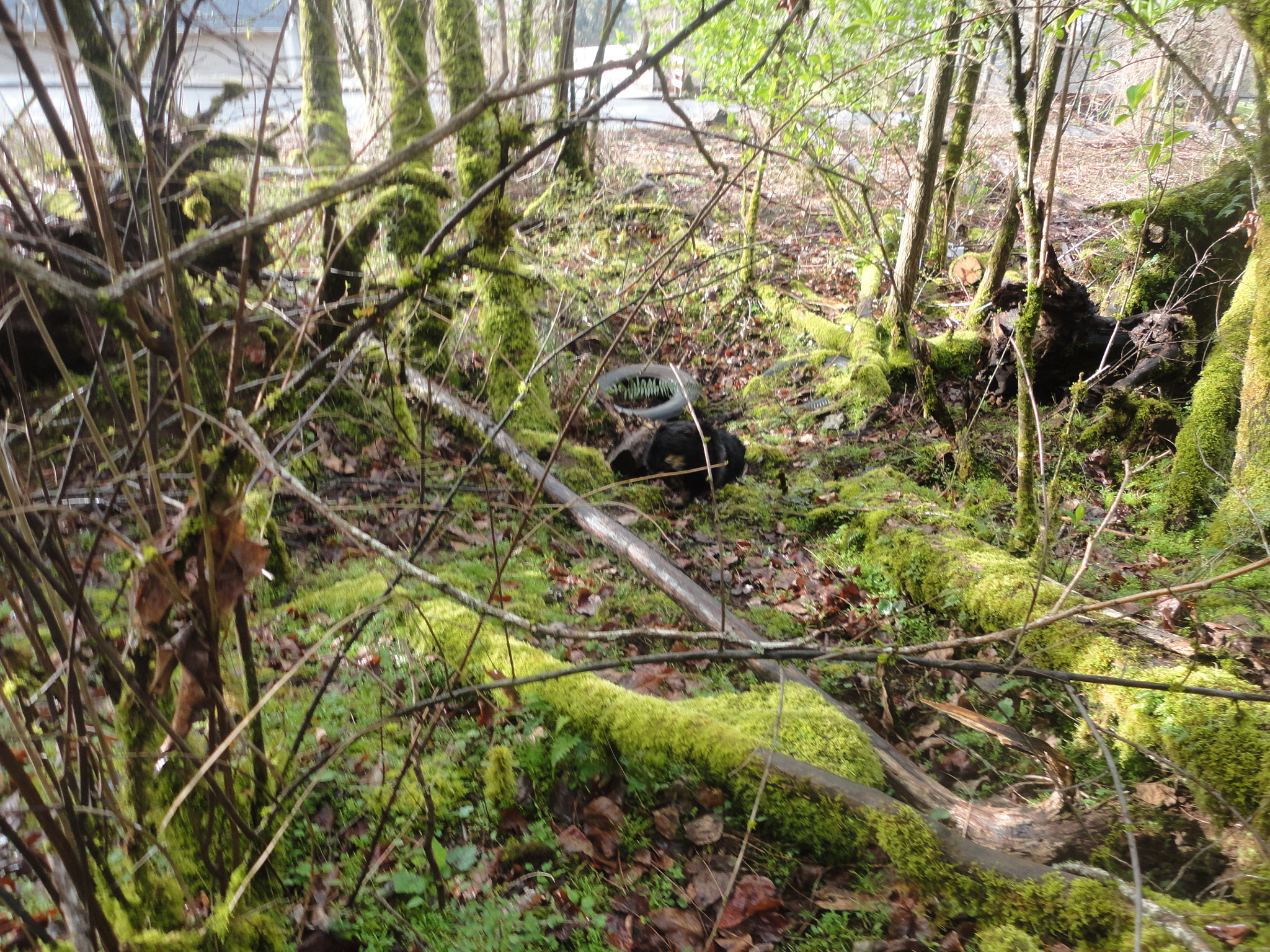 Sony Cyber-shot DSC-W560 sample photo. Woodburn hill march 2016 photography
