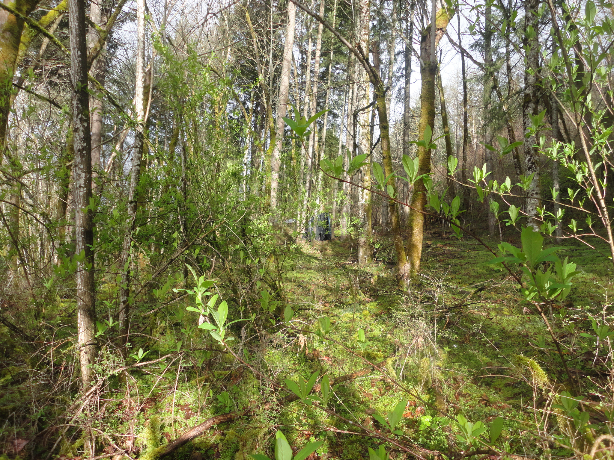 Sony Cyber-shot DSC-W560 sample photo. Woodburn hill march 2016 photography