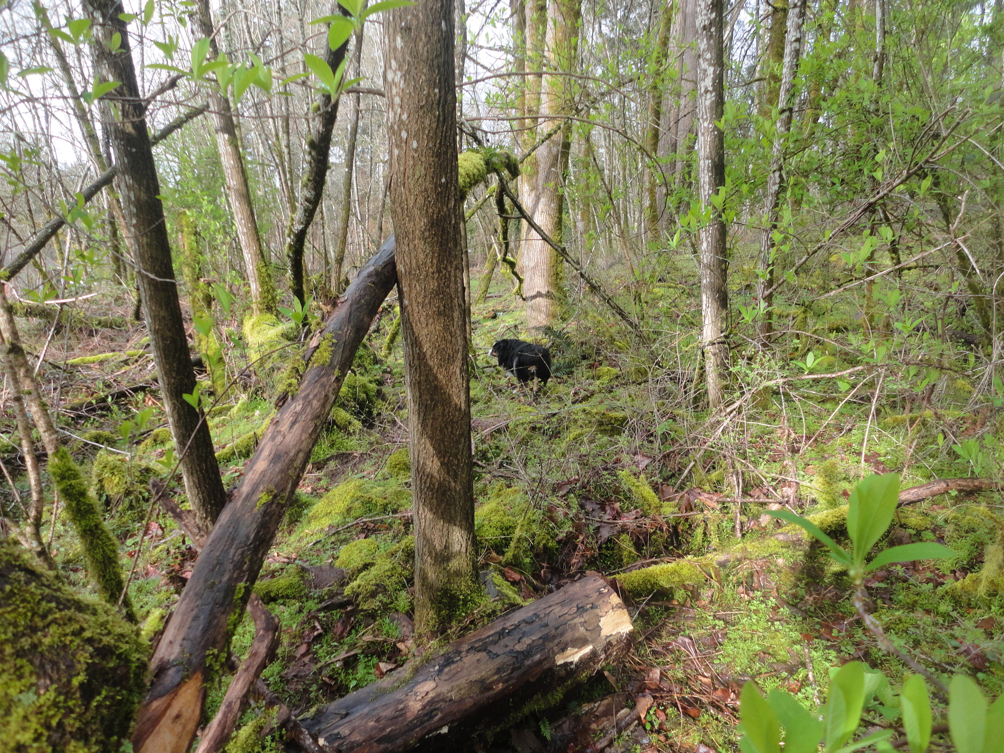 Sony Cyber-shot DSC-W560 sample photo. Woodburn hill march 2016 photography