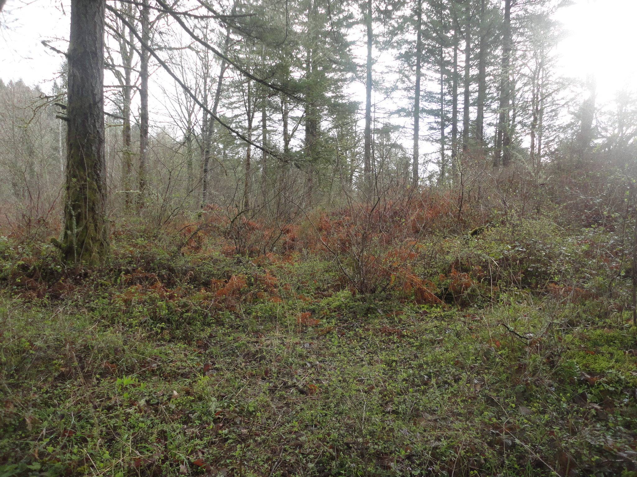 Sony Cyber-shot DSC-W560 sample photo. Woodburn hill march 2016 photography