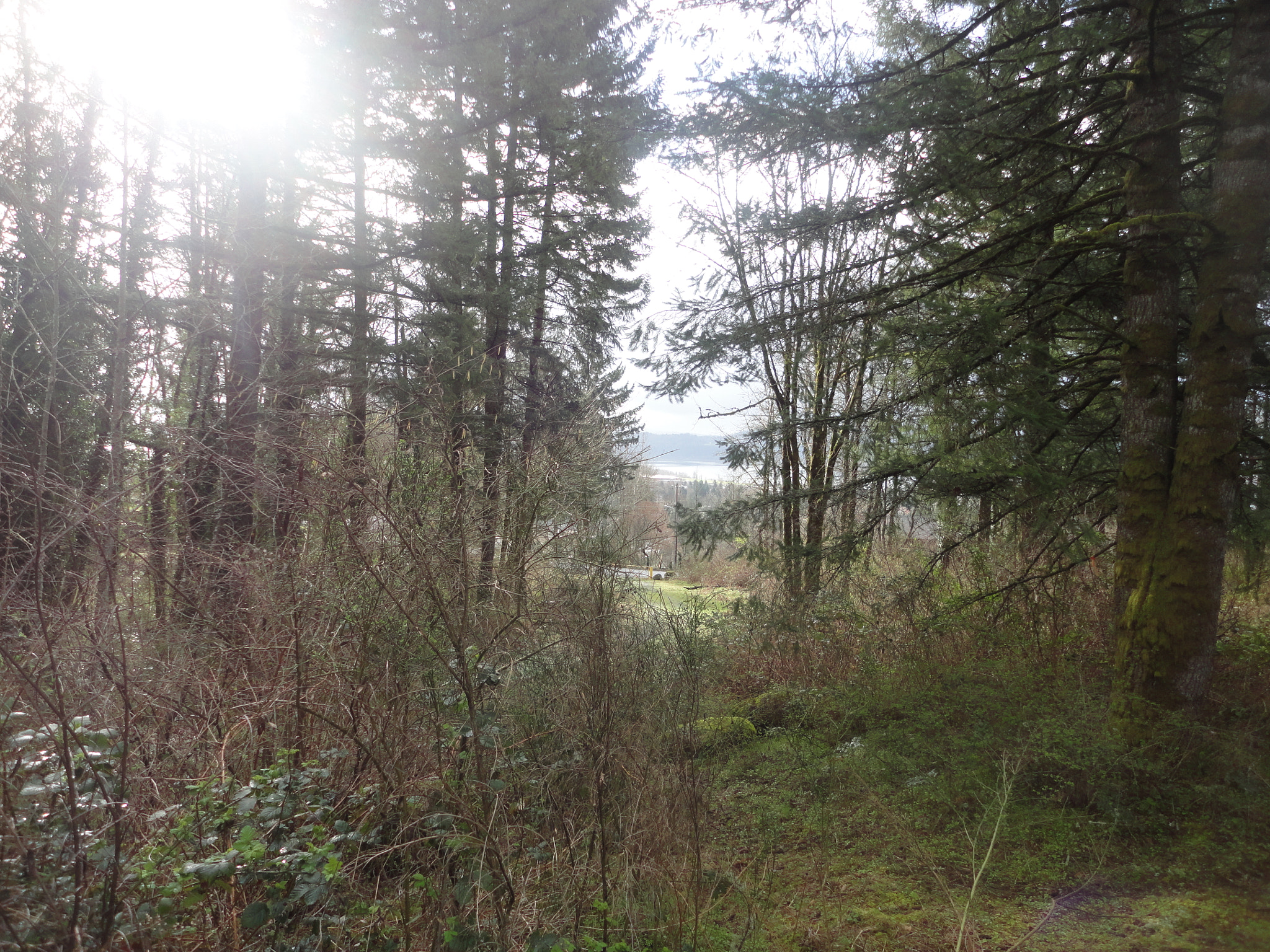 Sony Cyber-shot DSC-W560 sample photo. Woodburn hill march 2016 photography