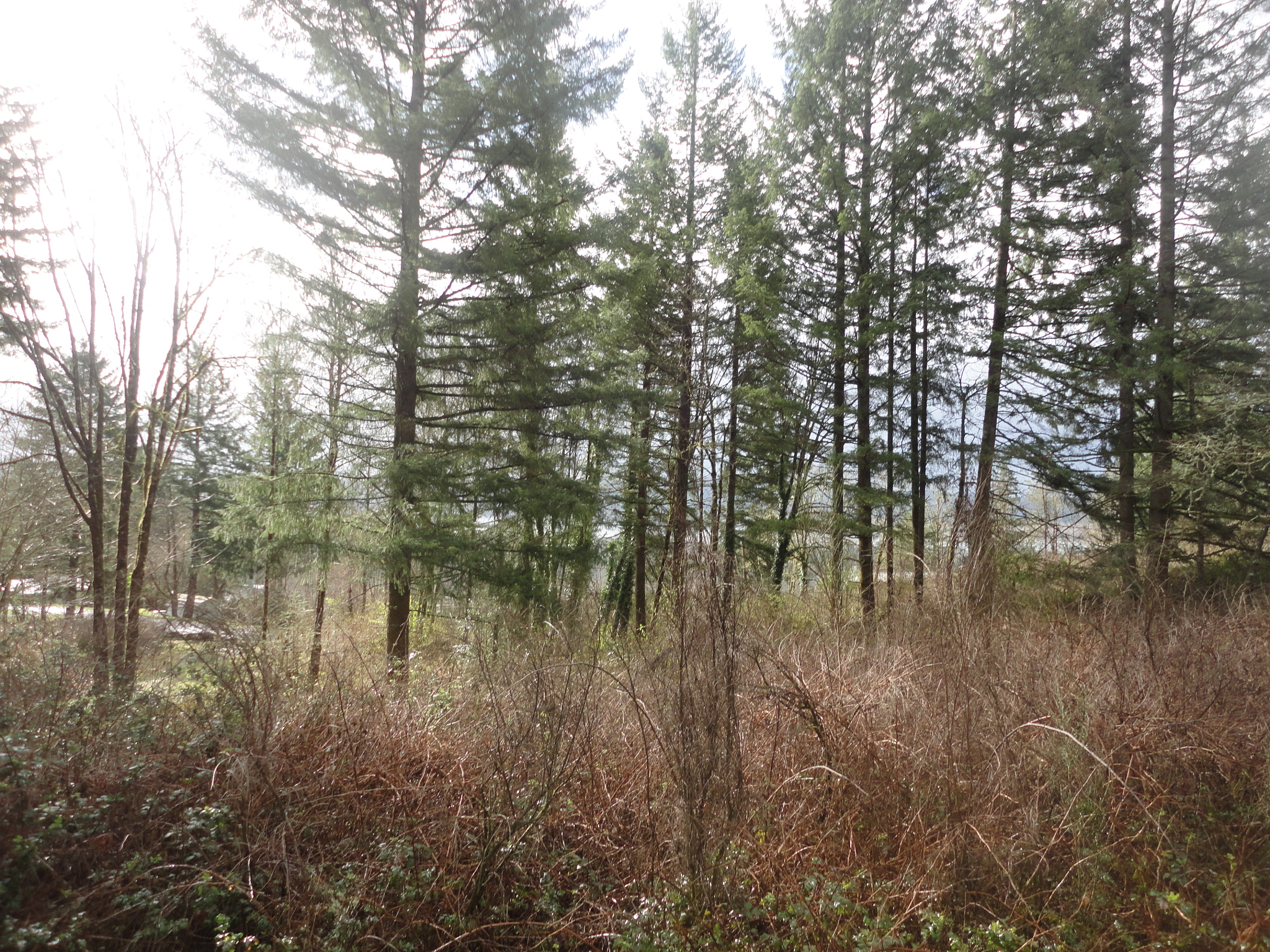 Sony Cyber-shot DSC-W560 sample photo. Woodburn hill march 2016 photography