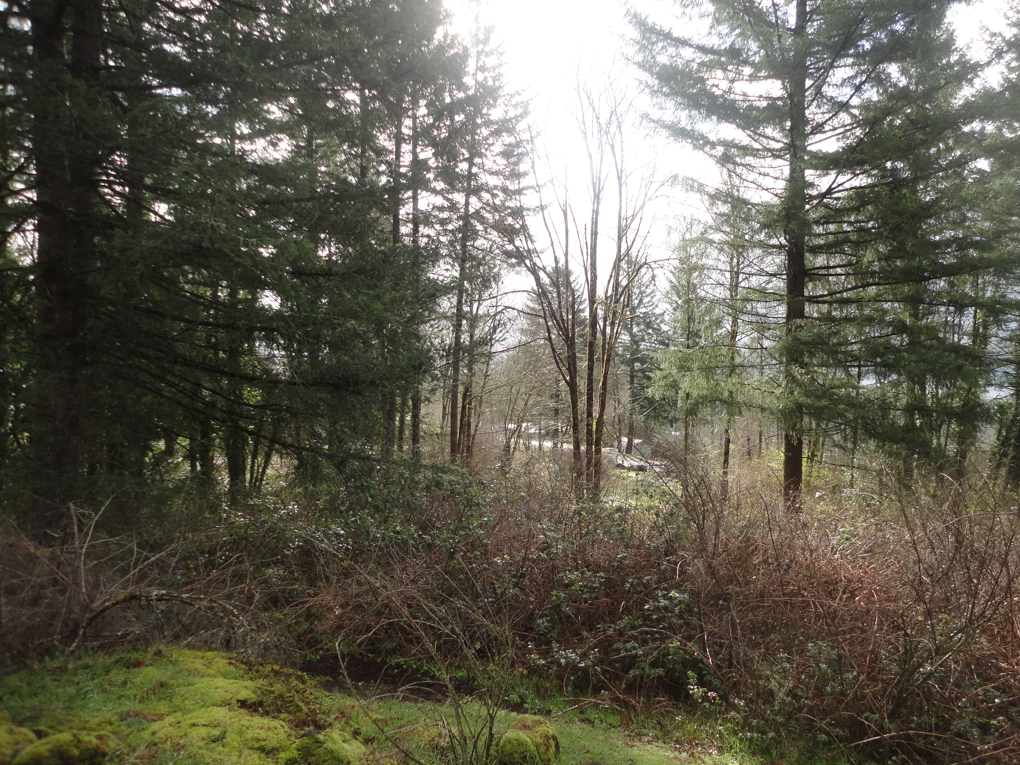 Sony Cyber-shot DSC-W560 sample photo. Woodburn hill march 2016 photography