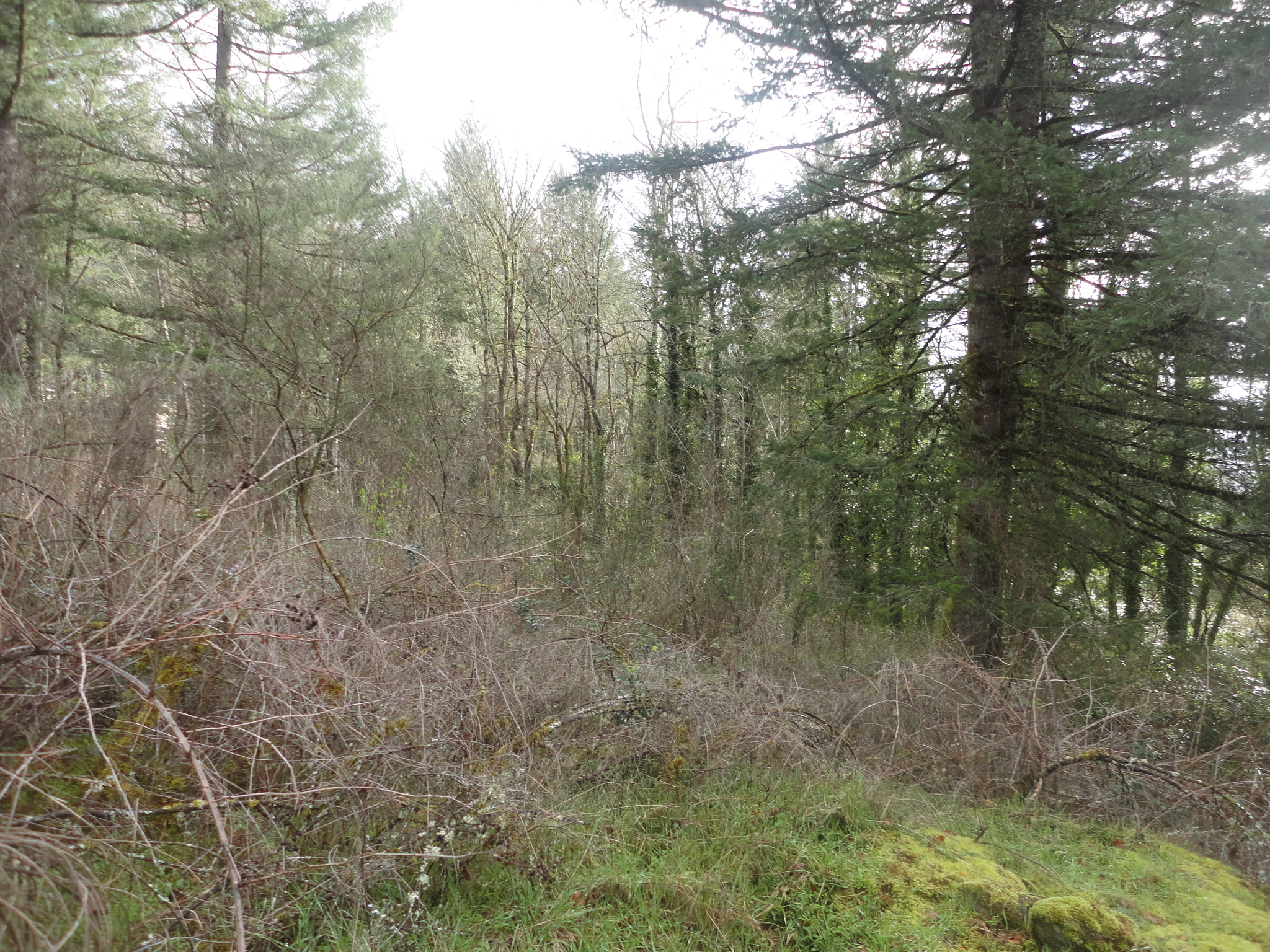 Sony Cyber-shot DSC-W560 sample photo. Woodburn hill march 2016 photography