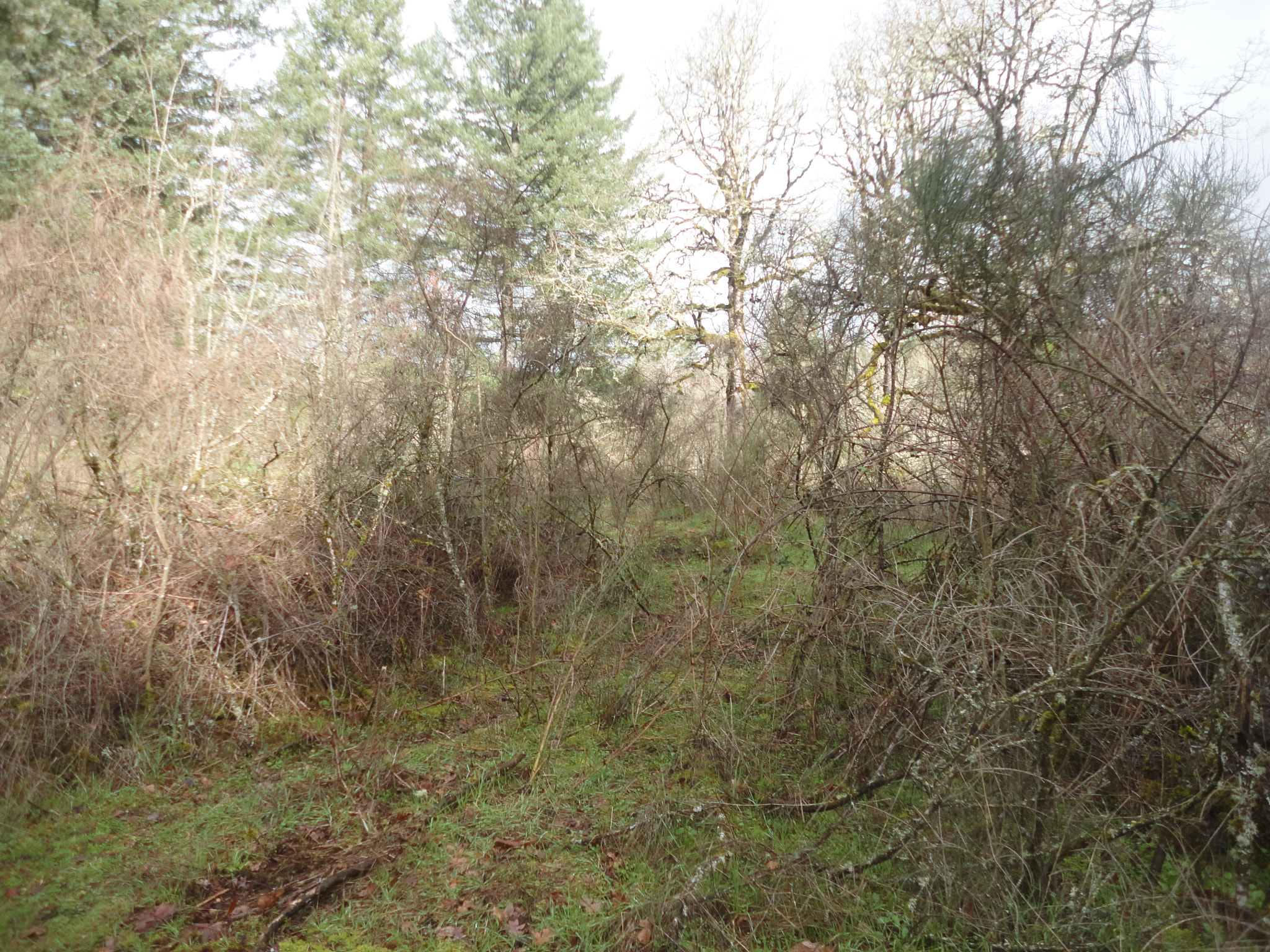 Sony Cyber-shot DSC-W560 sample photo. Woodburn hill march 2016 photography