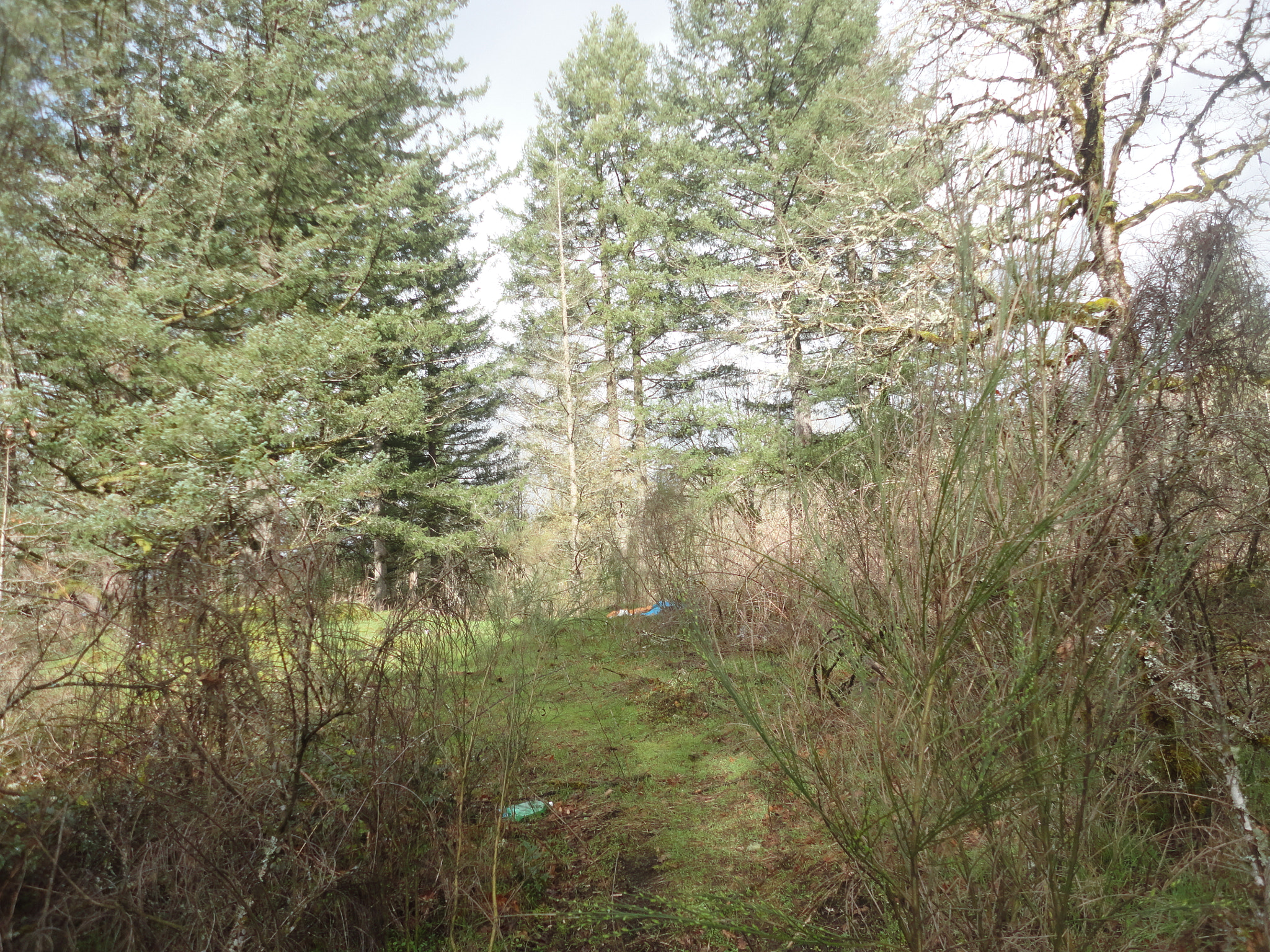 Sony Cyber-shot DSC-W560 sample photo. Woodburn hill march 2016 photography