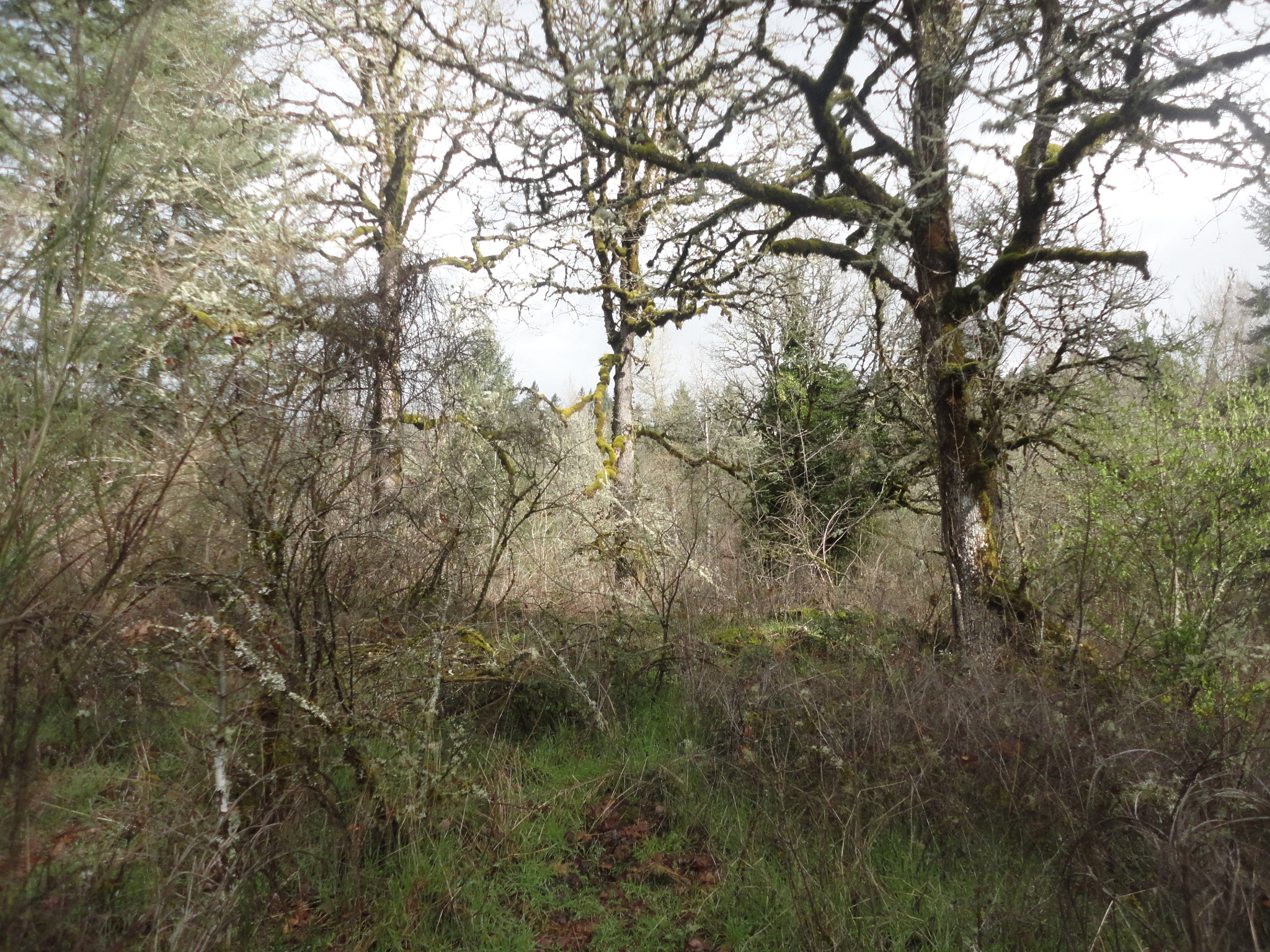 Sony Cyber-shot DSC-W560 sample photo. Woodburn hill march 2016 photography
