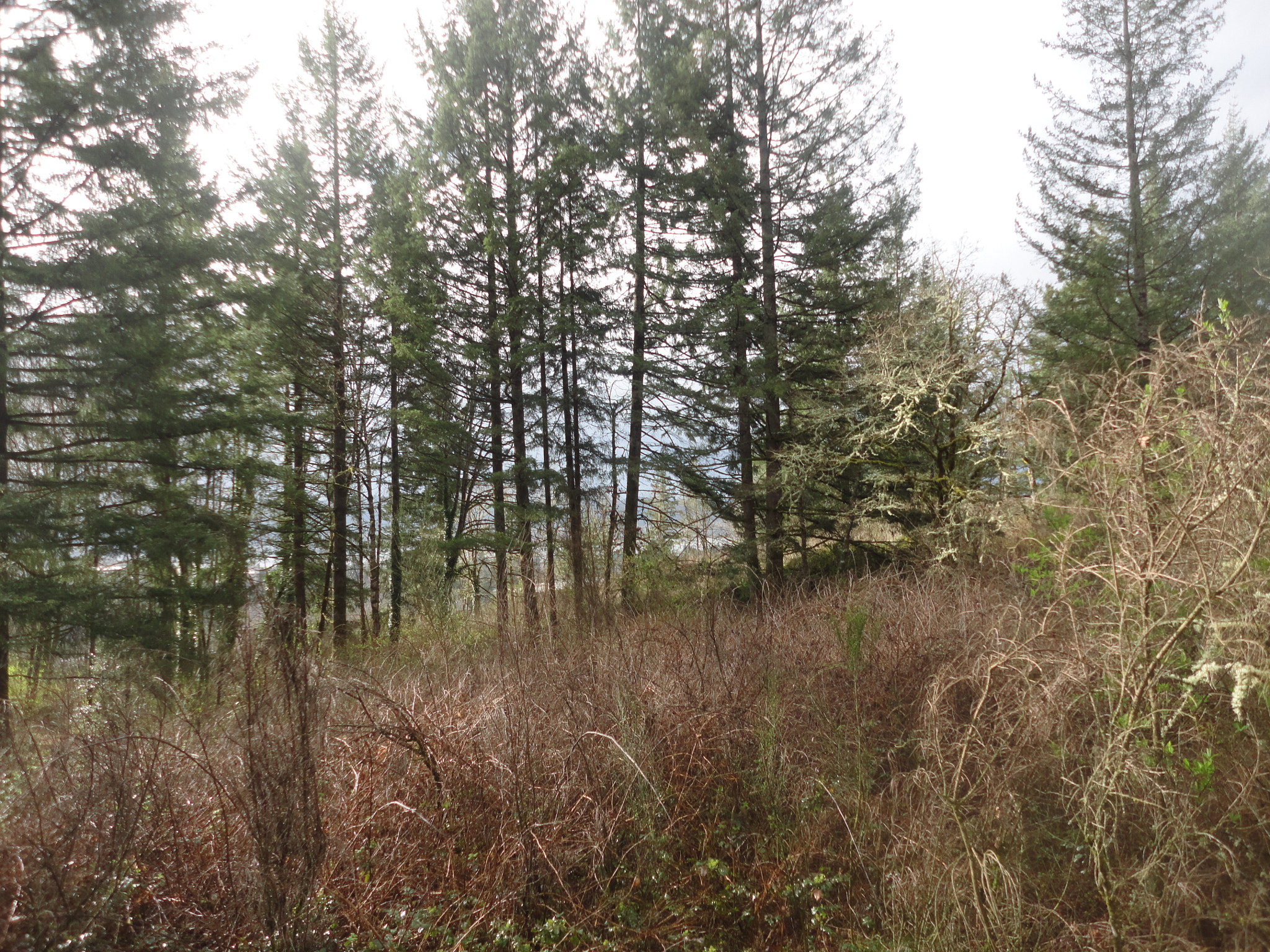 Sony Cyber-shot DSC-W560 sample photo. Woodburn hill march 2016 photography