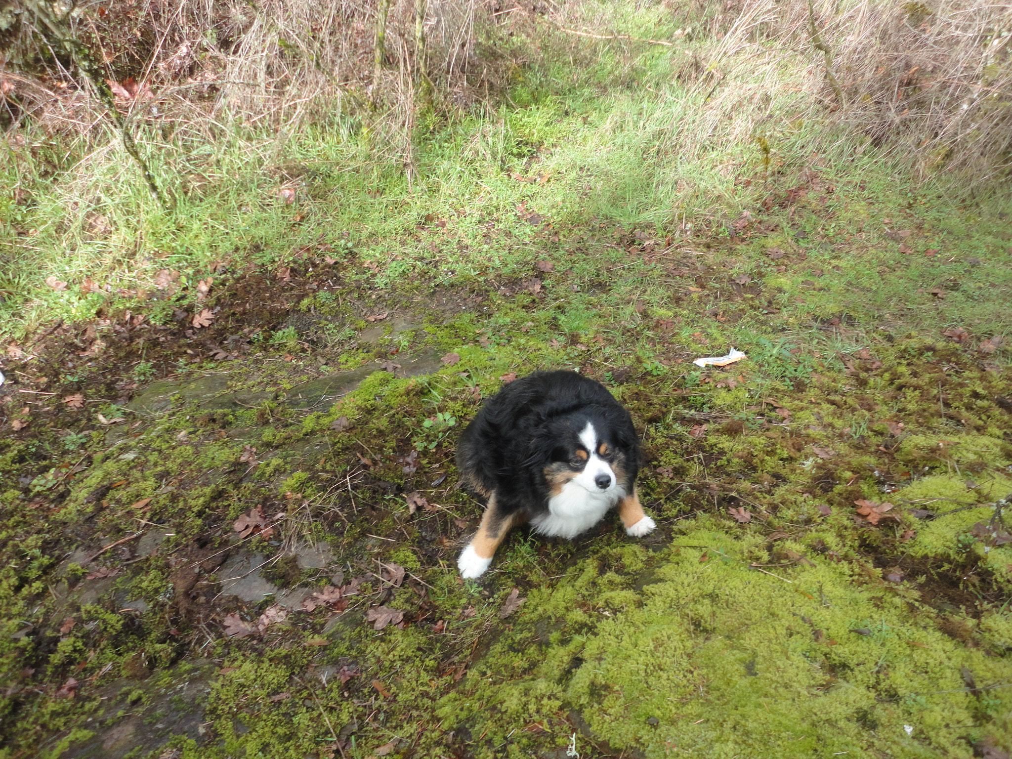 Sony Cyber-shot DSC-W560 sample photo. Woodburn hill march 2016 photography